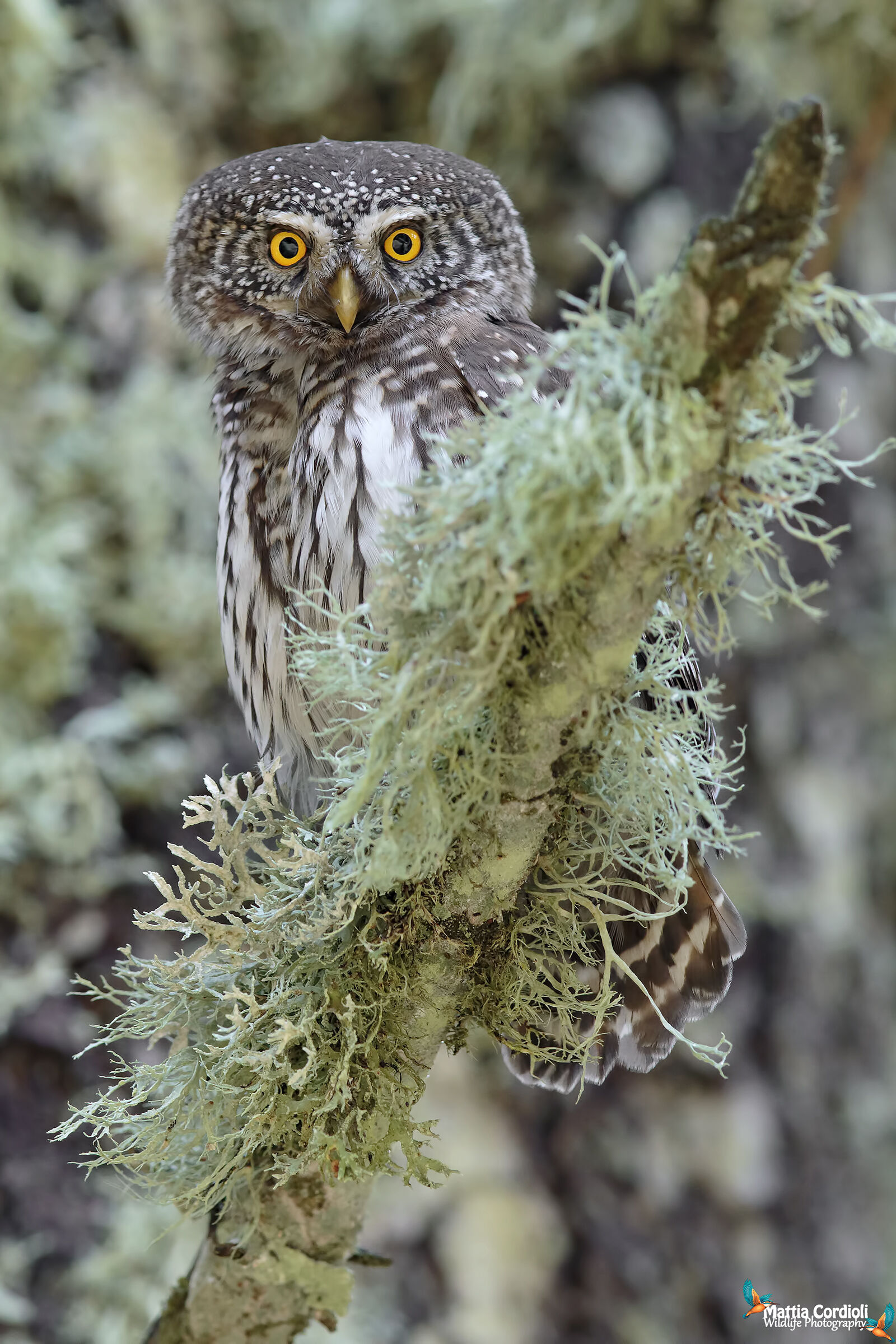 Dwarf Owl