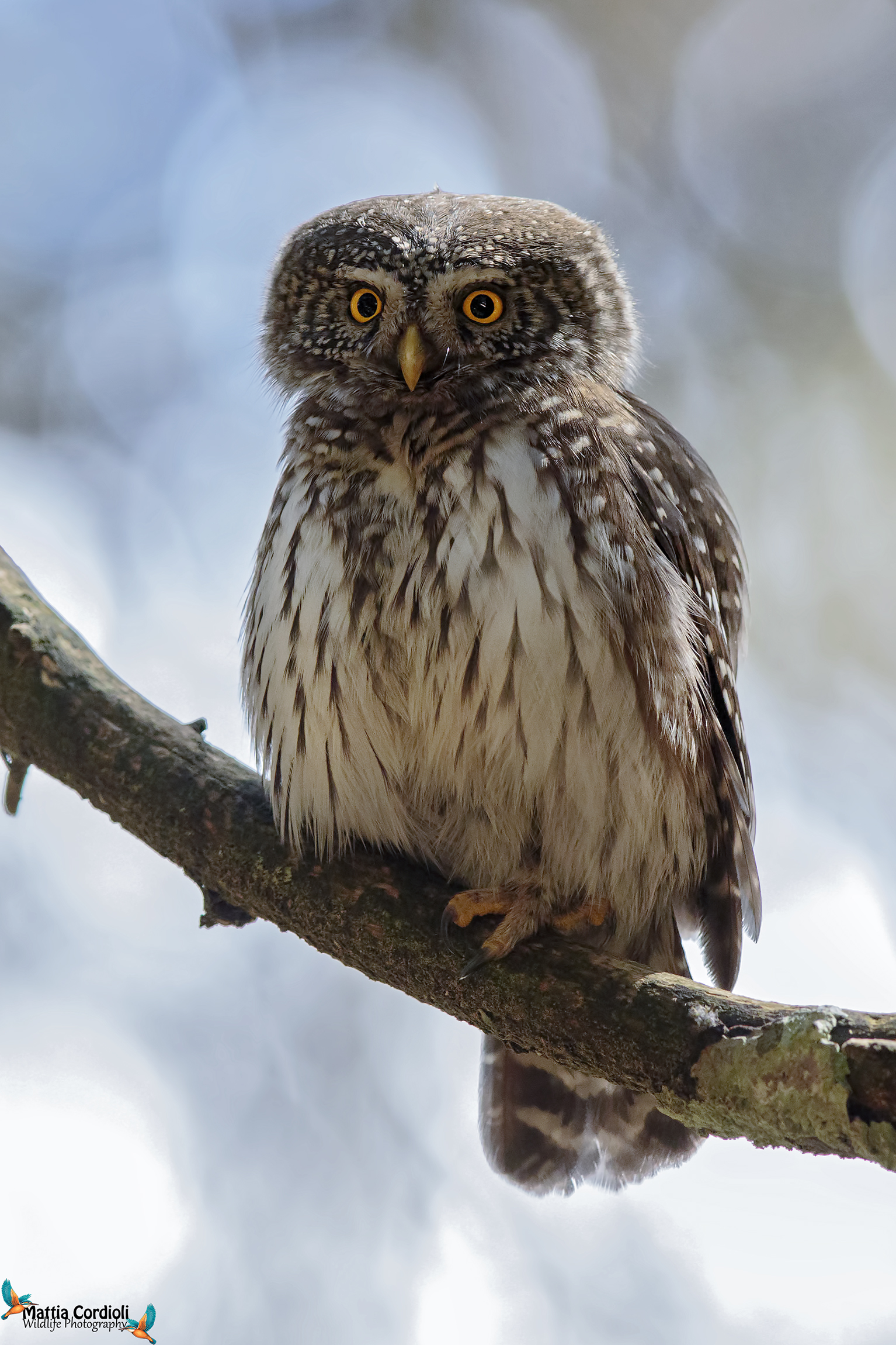 Dwarf Owl