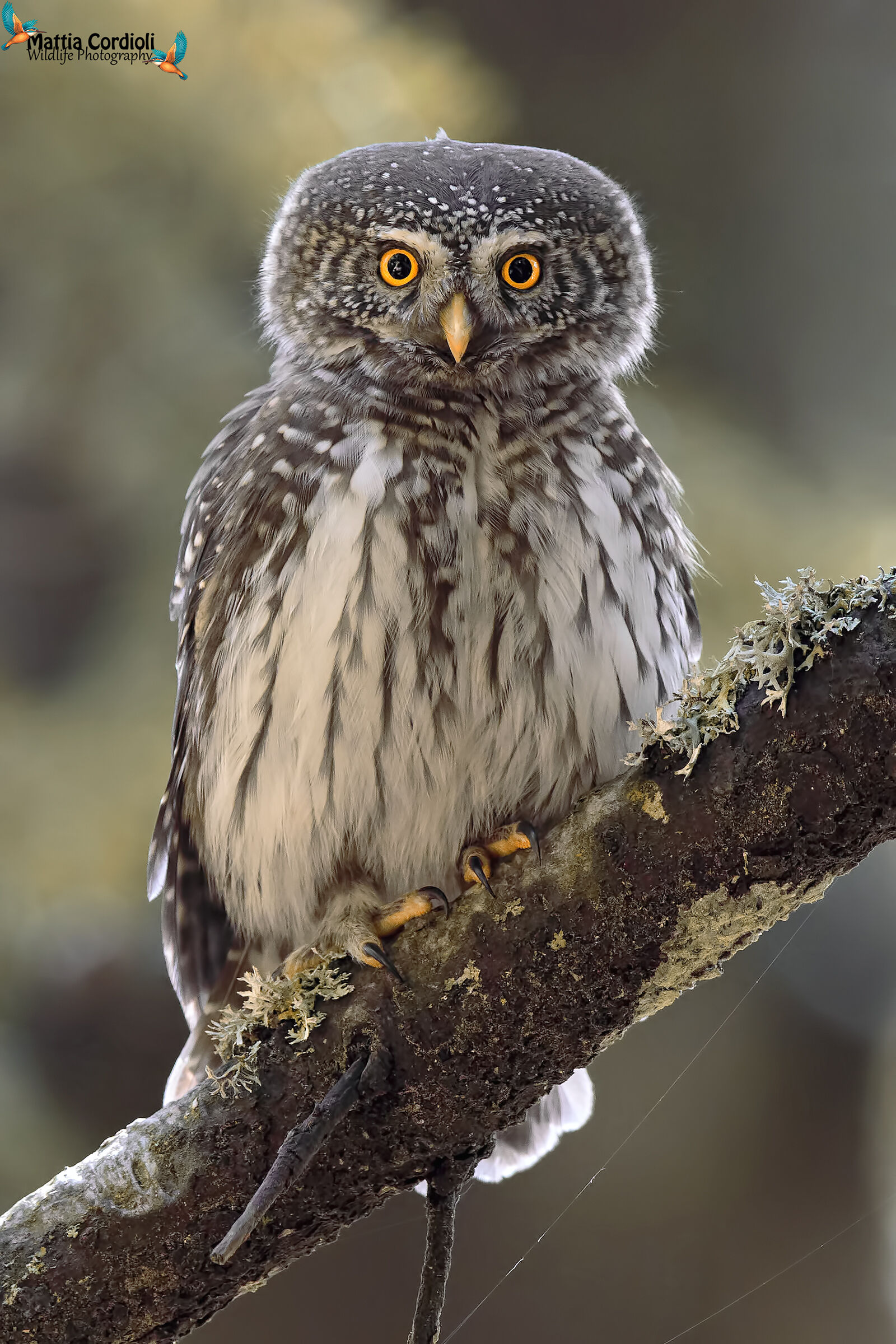 Dwarf Owl