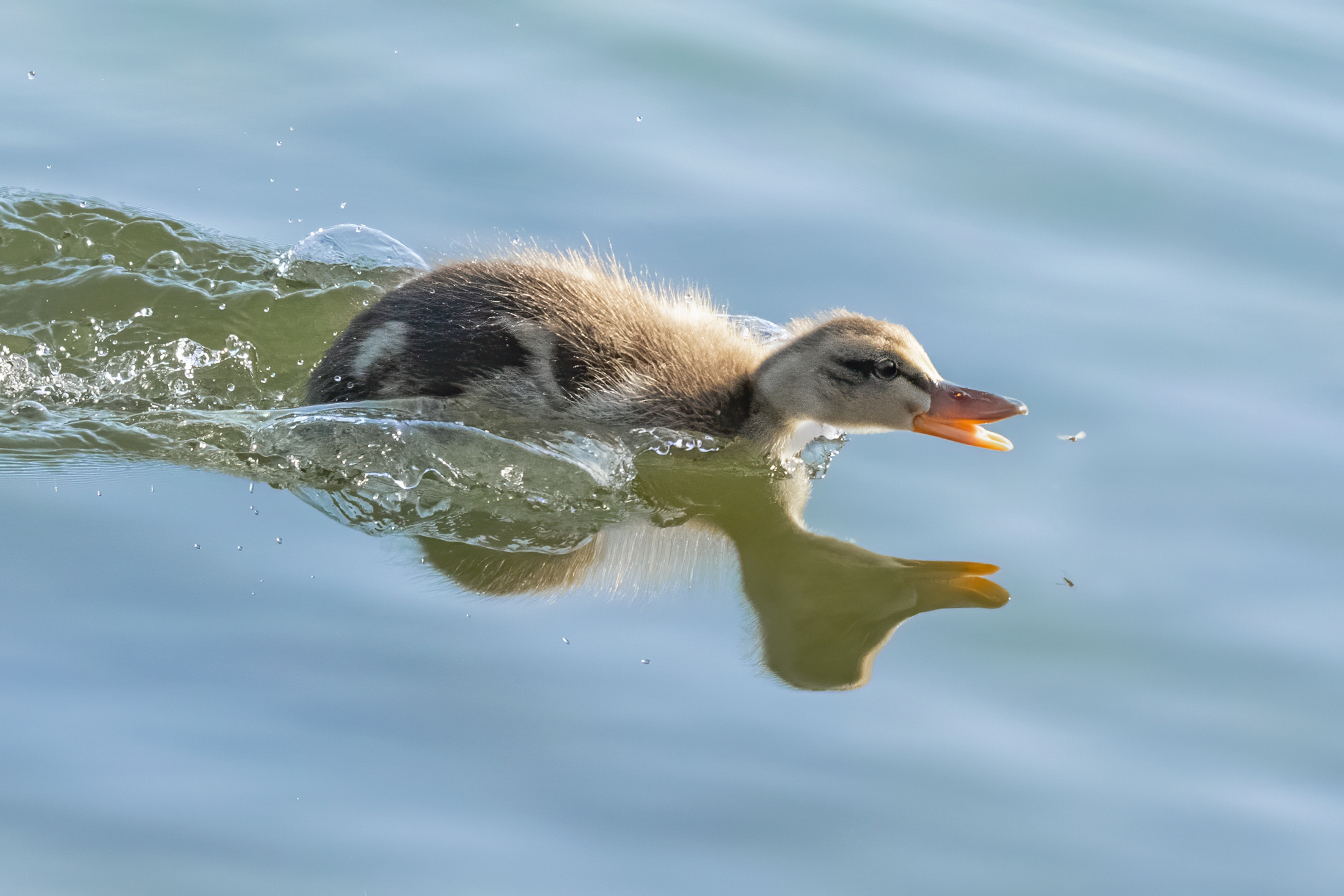 Duckling on the hunt for flies
