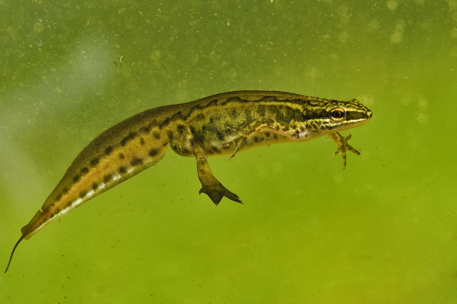 Lissotriton helveticus male