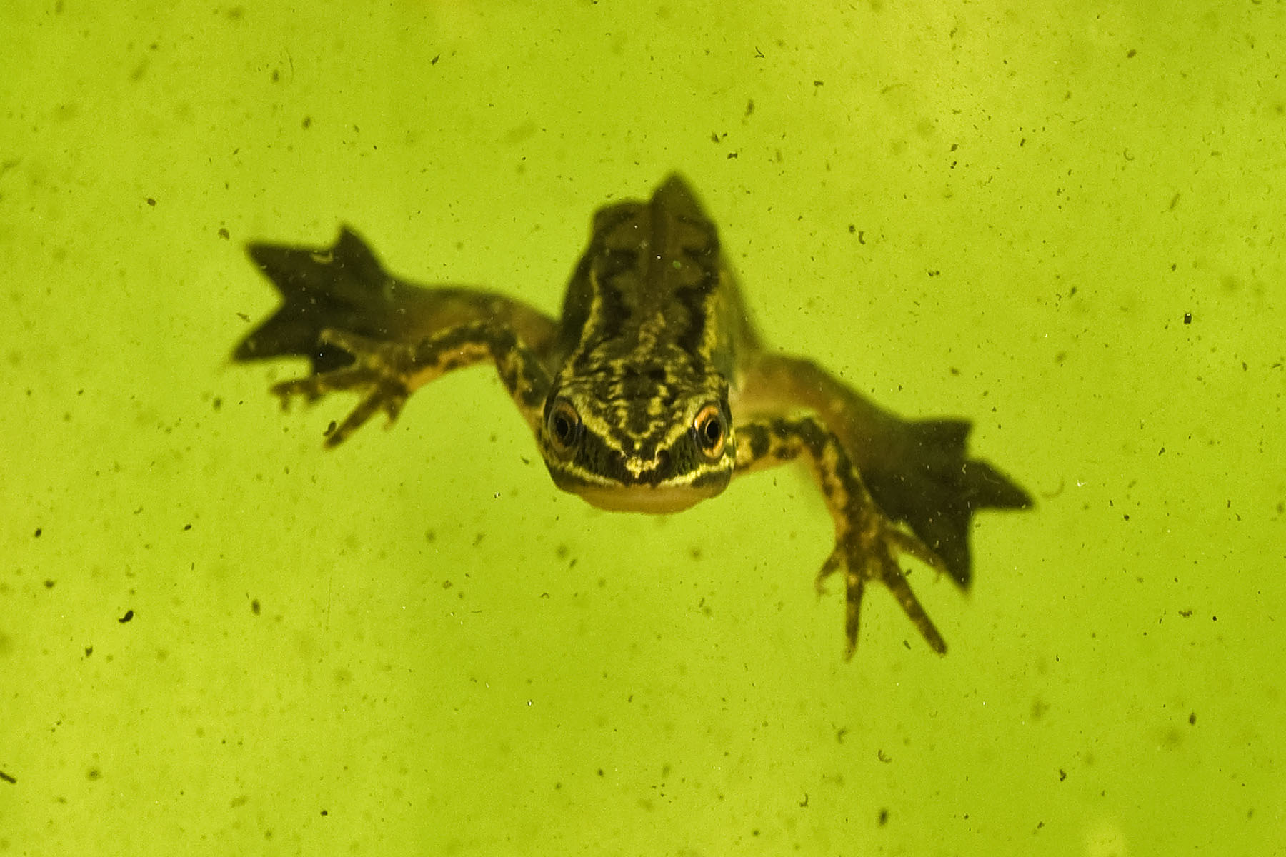 Lissotriton helveticus male