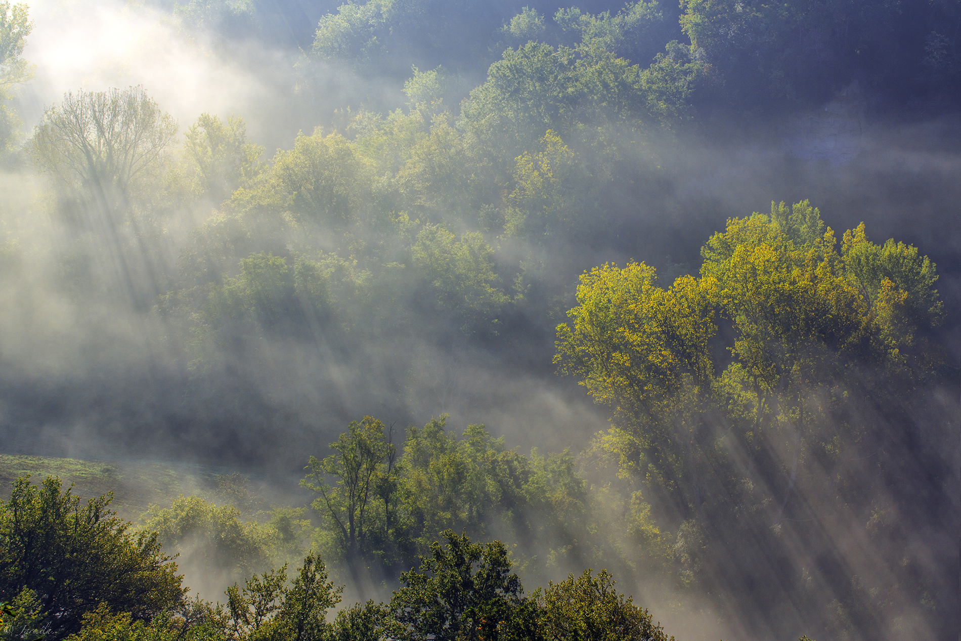 Raggi di sole attraversano la nebbia del bosco