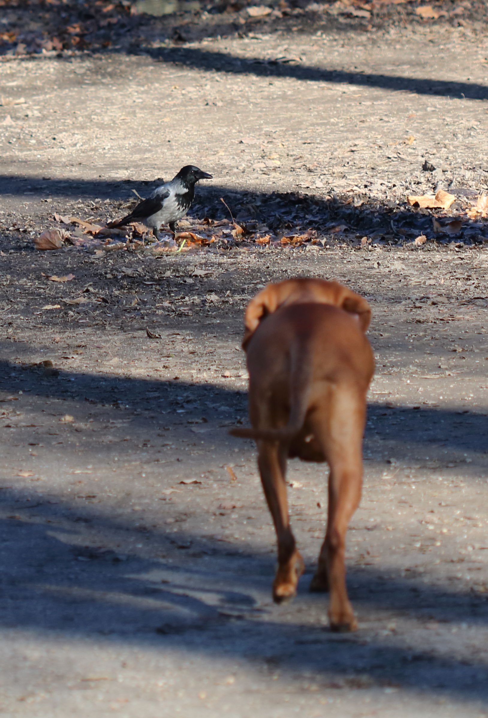 Dog vs. Crow