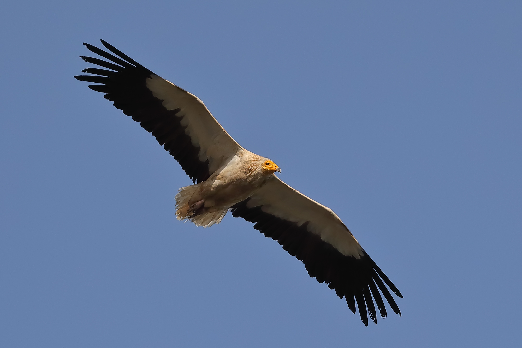 Egyptian Vulture