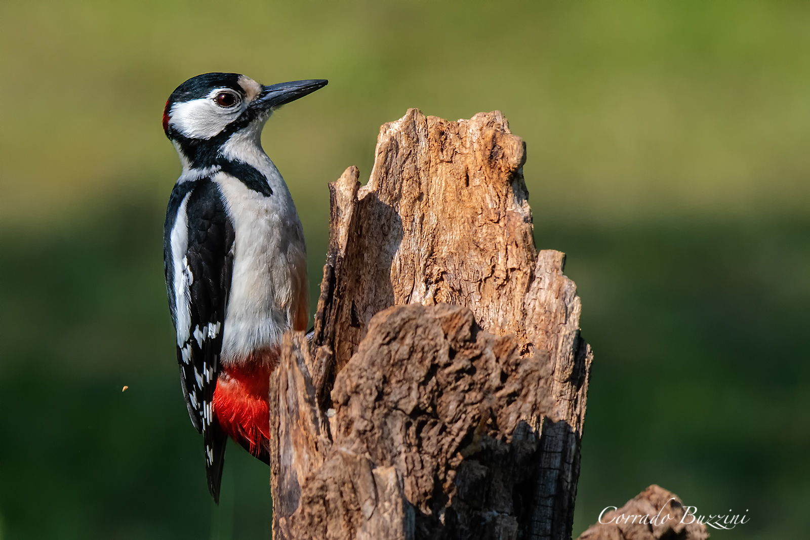 Picchio rosso maschio