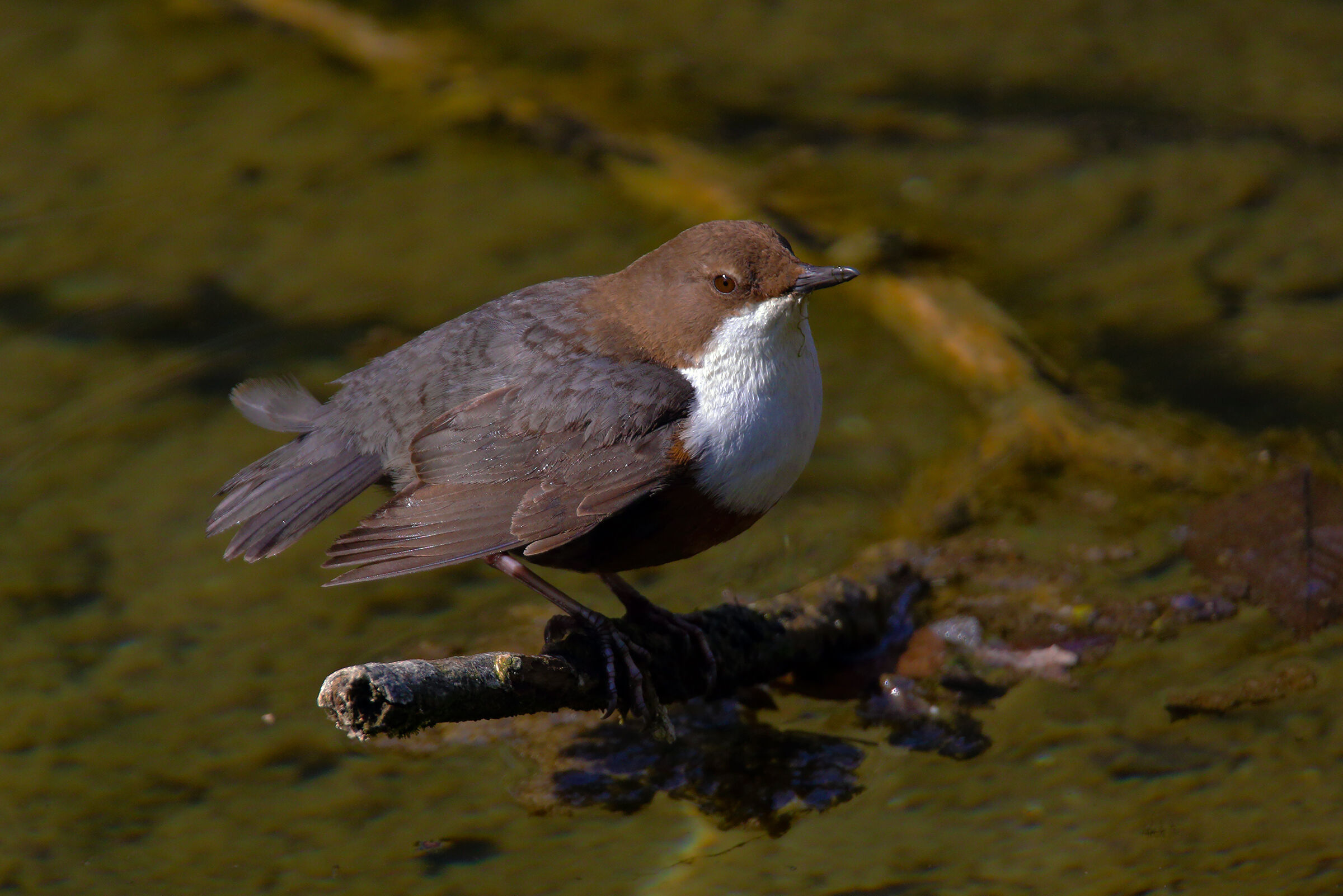 Dipper