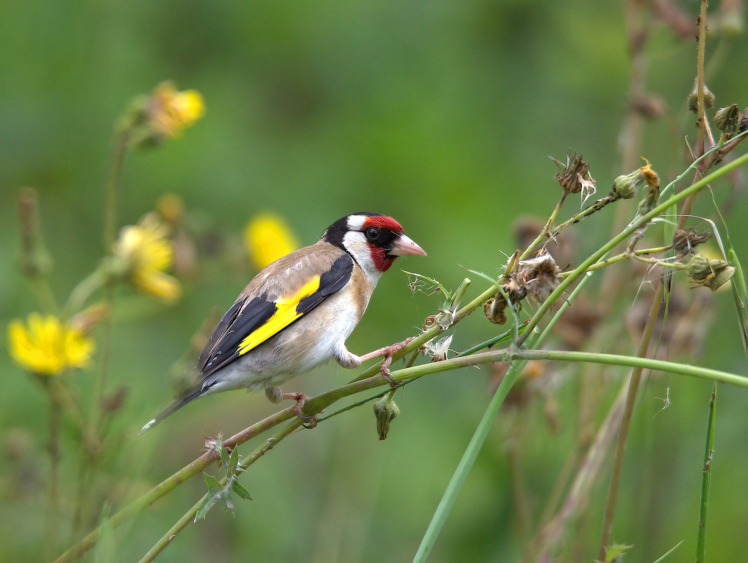 Goldfinch