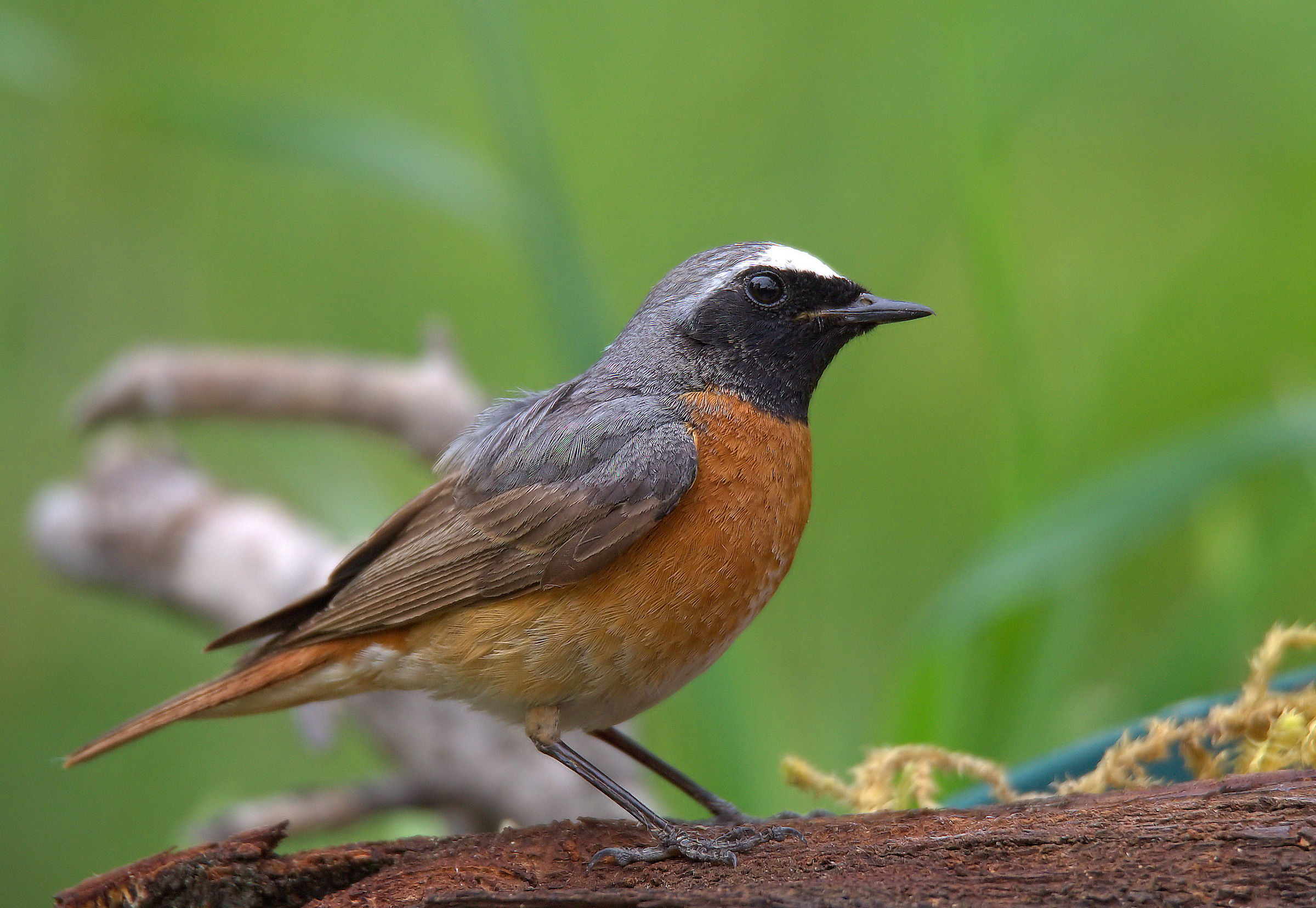 Male Common Redlight