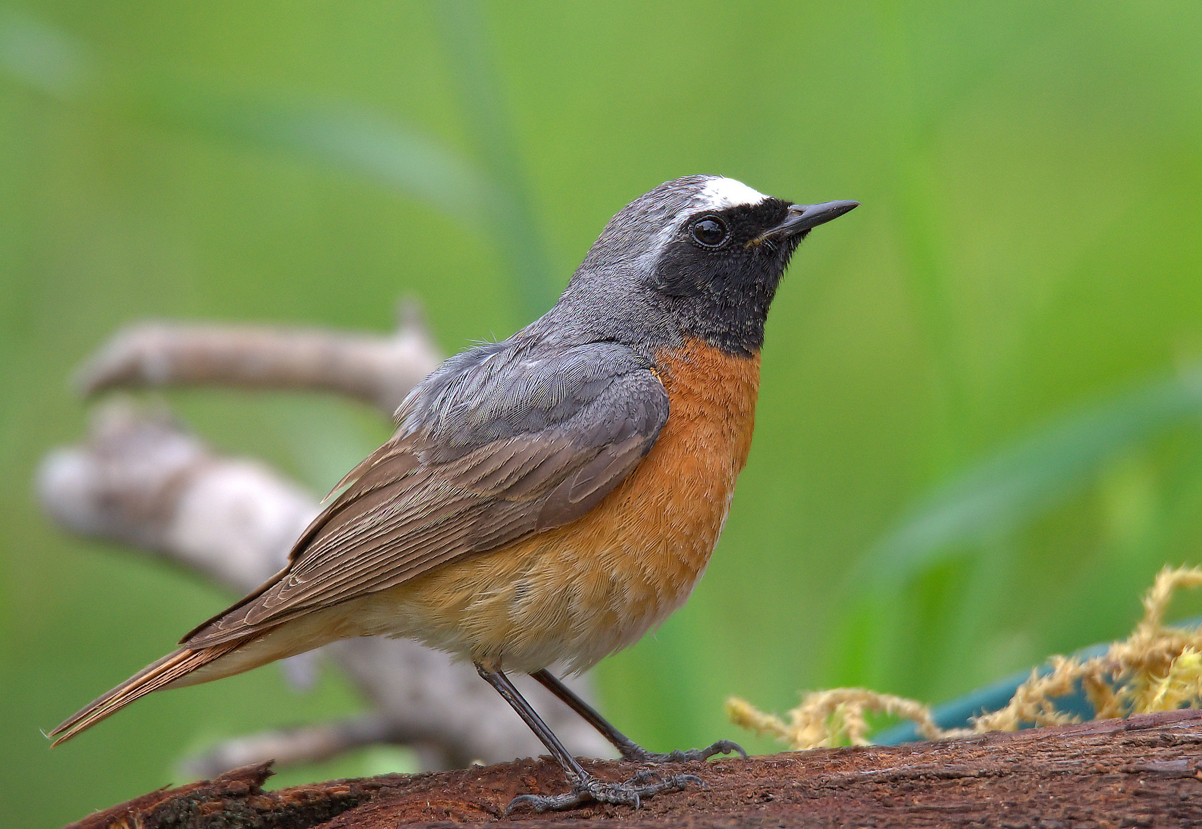 Male Common Redlight