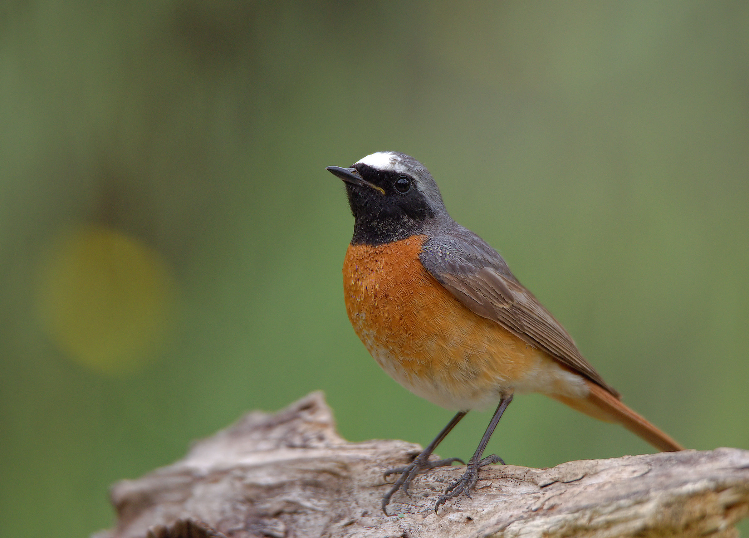 Male Common Redlight