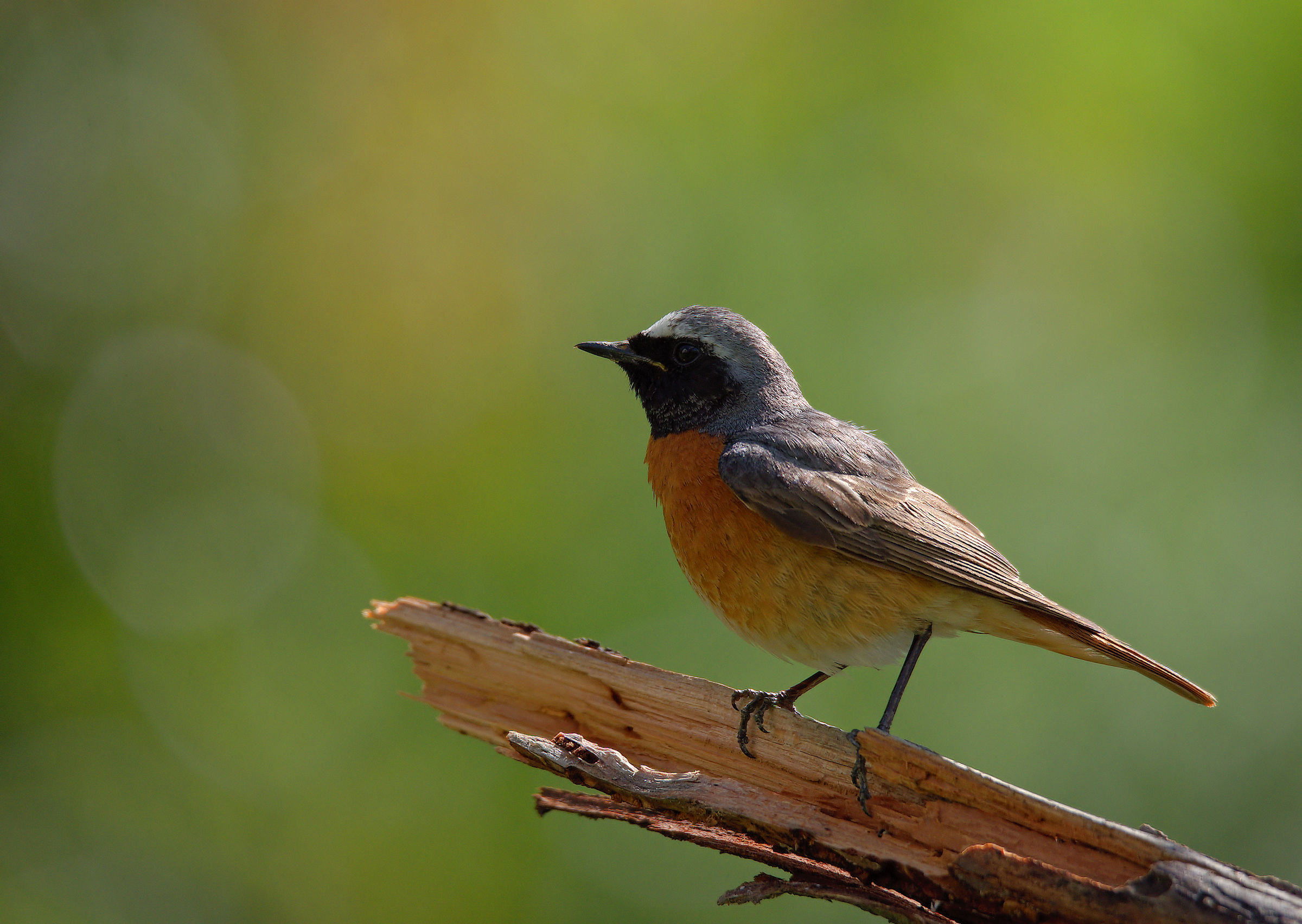 Male Common Redlight