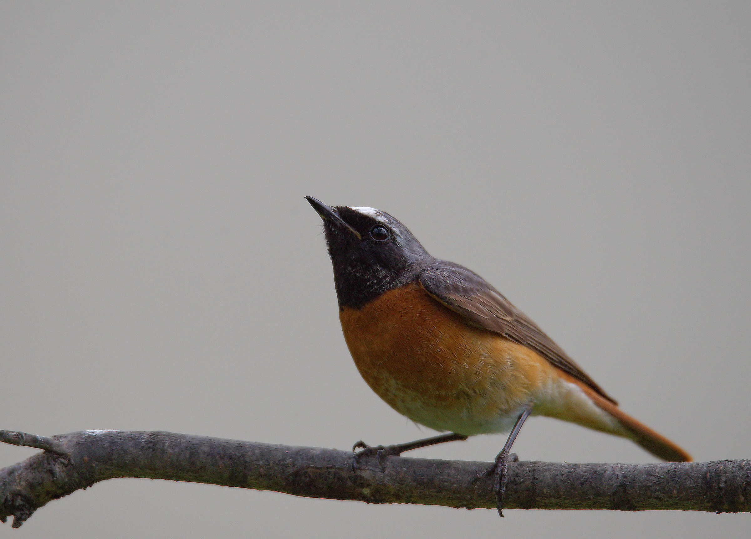 Male Common Redlight