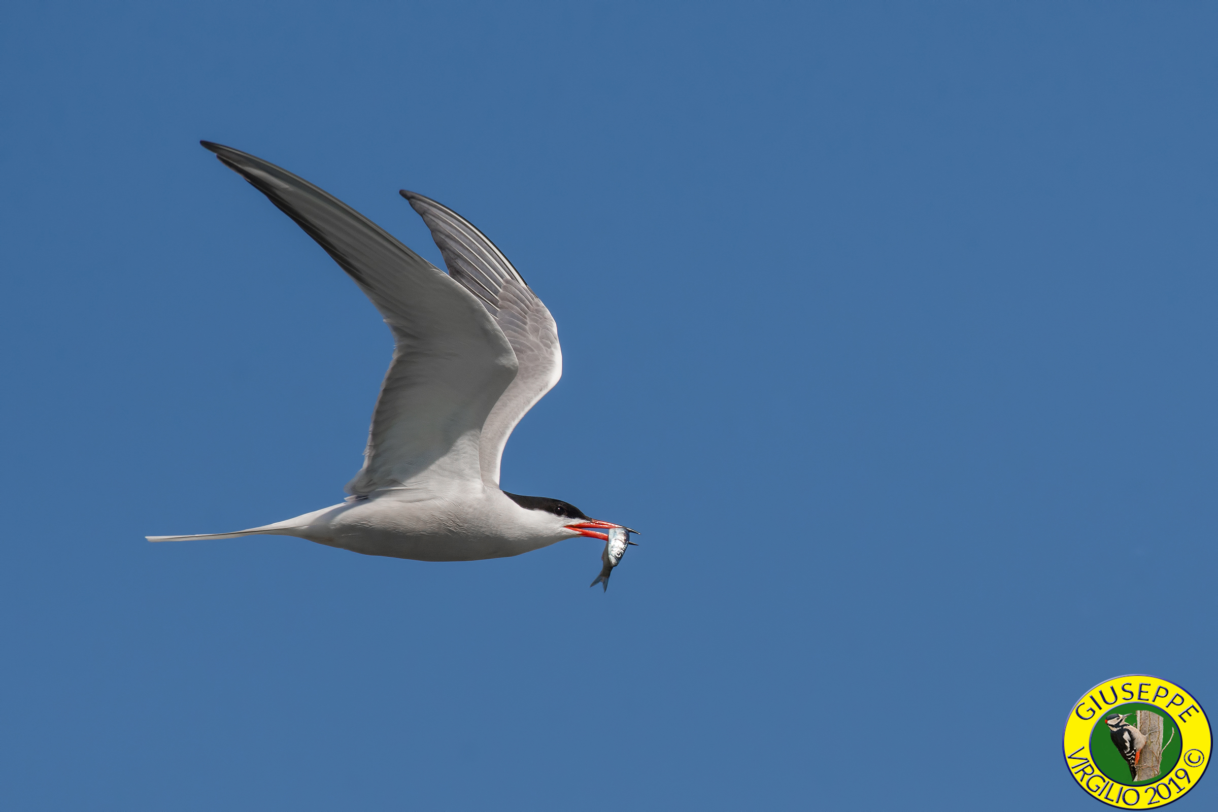 Sterna (Sardegna) 2019