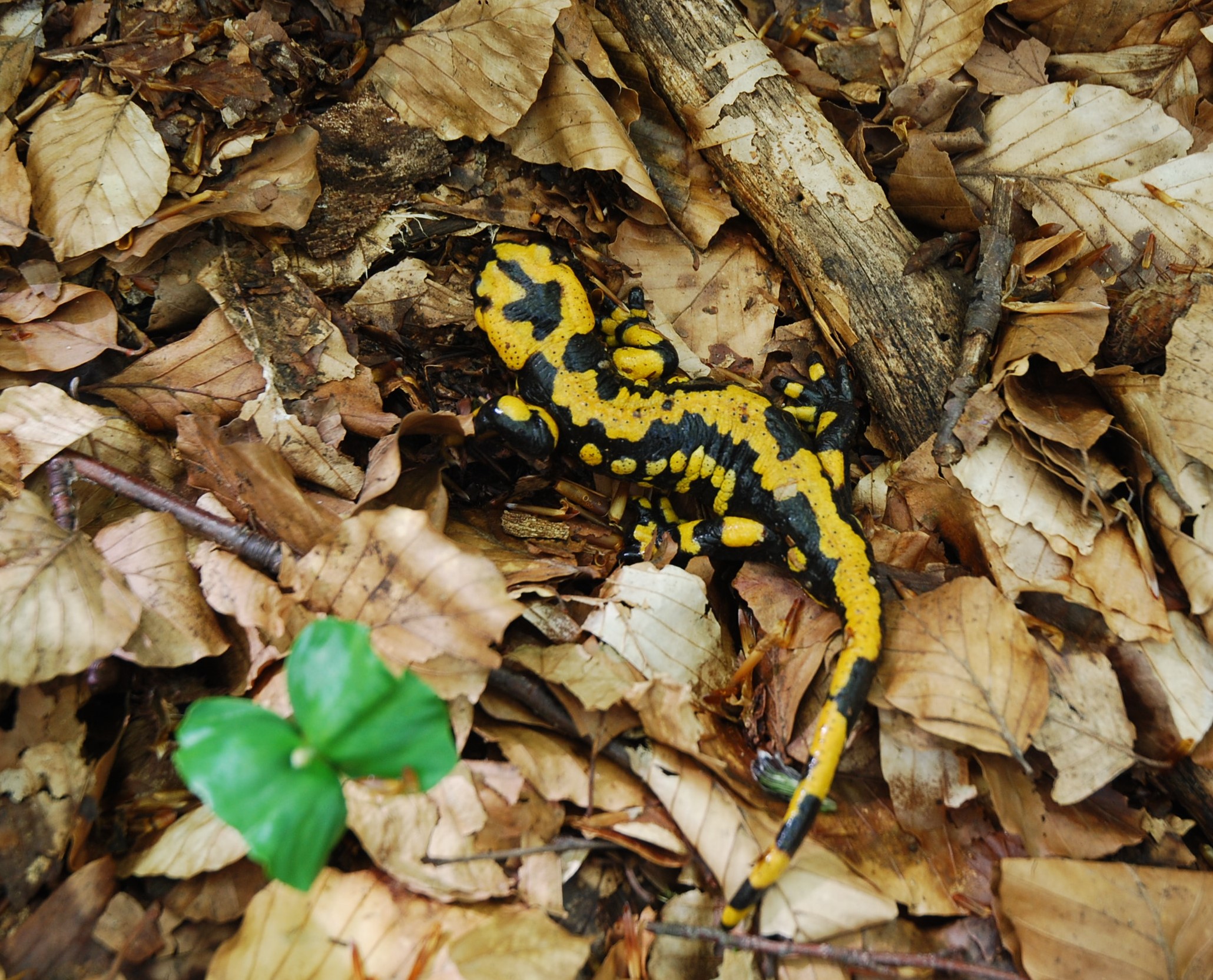 Salamandra  Appenninica
