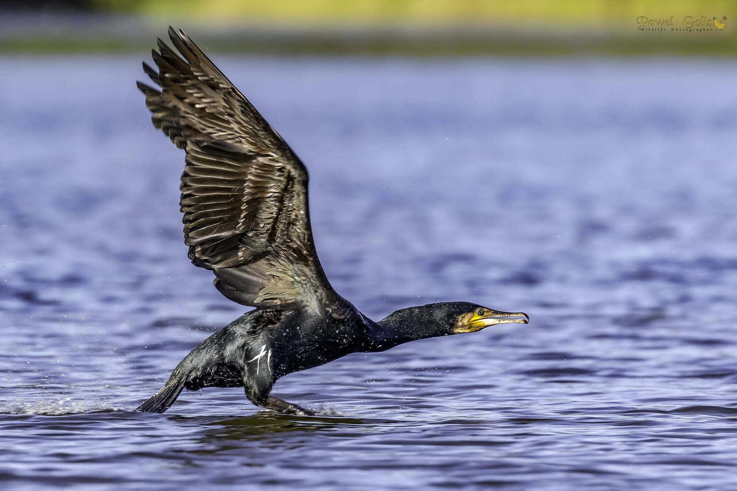 Ottimo Cormorano (Phalacrocorax carbo) in Fly