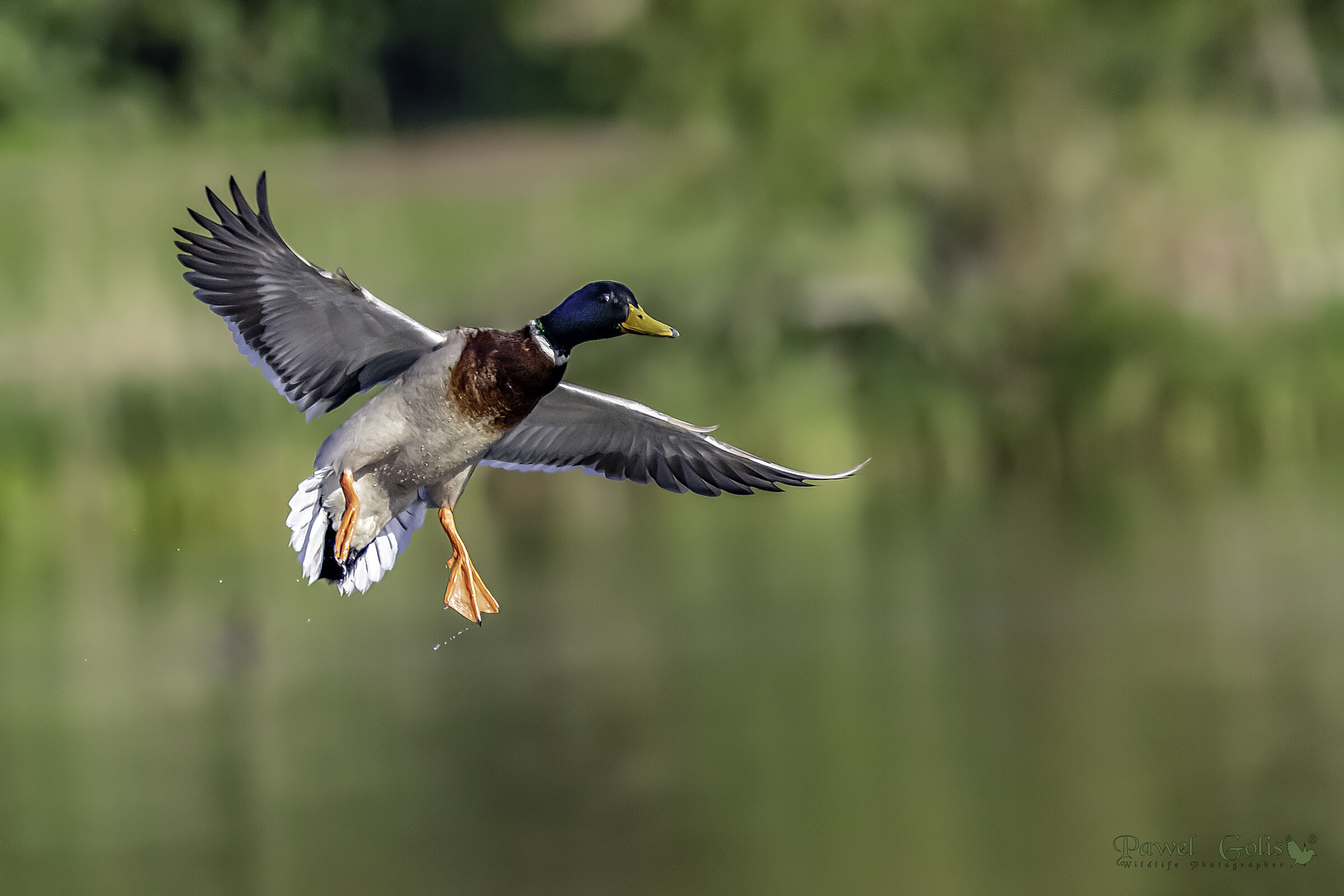 Mallard (Anas platyrhynchos) in volo
