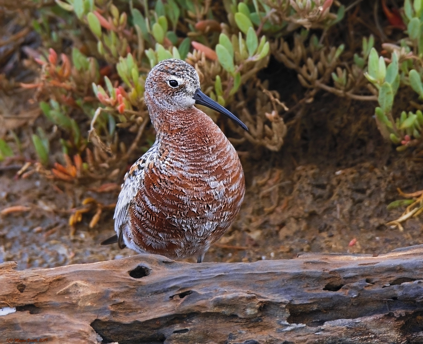 Common Piovanello (Calidris ferruginea)