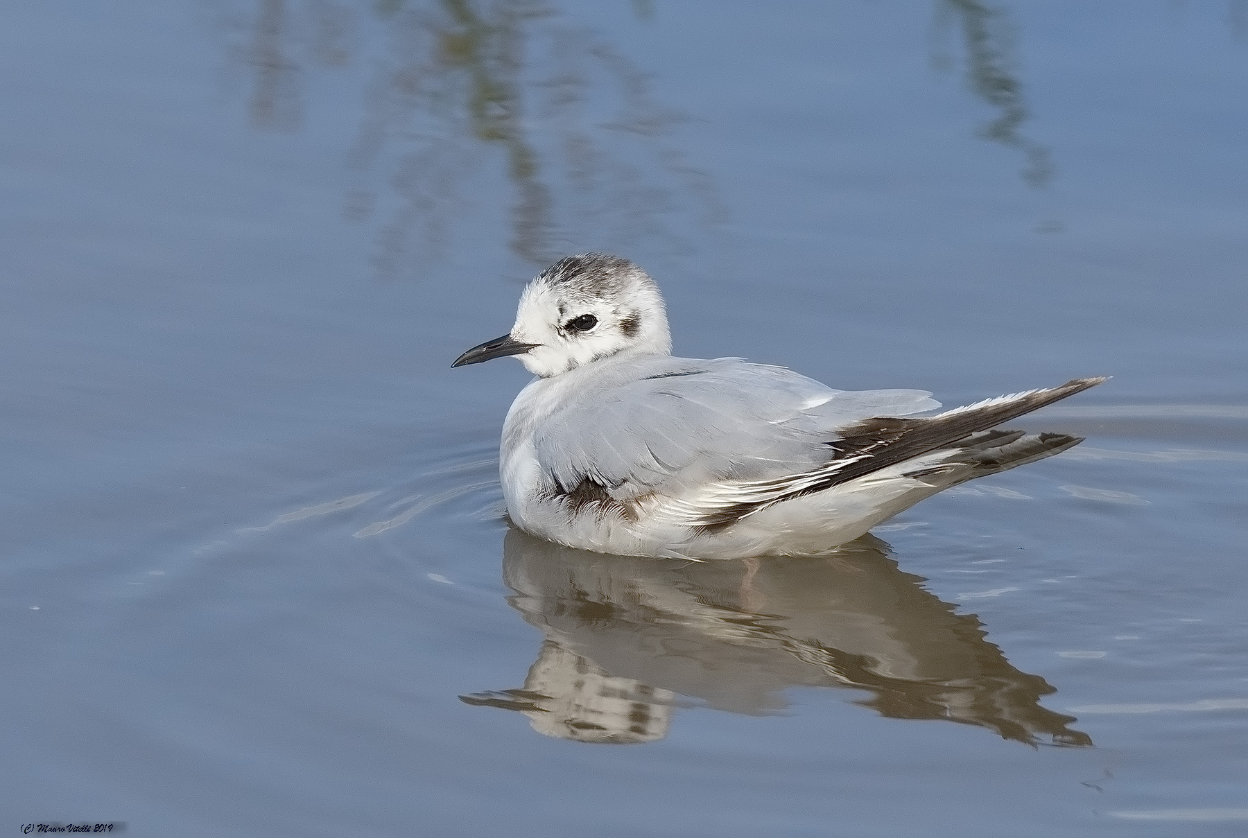 Gabbianello (Hydrocoloeurs minutus)
