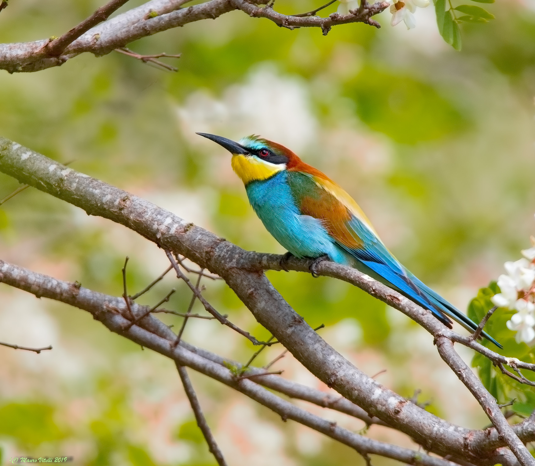Bee-Eater set