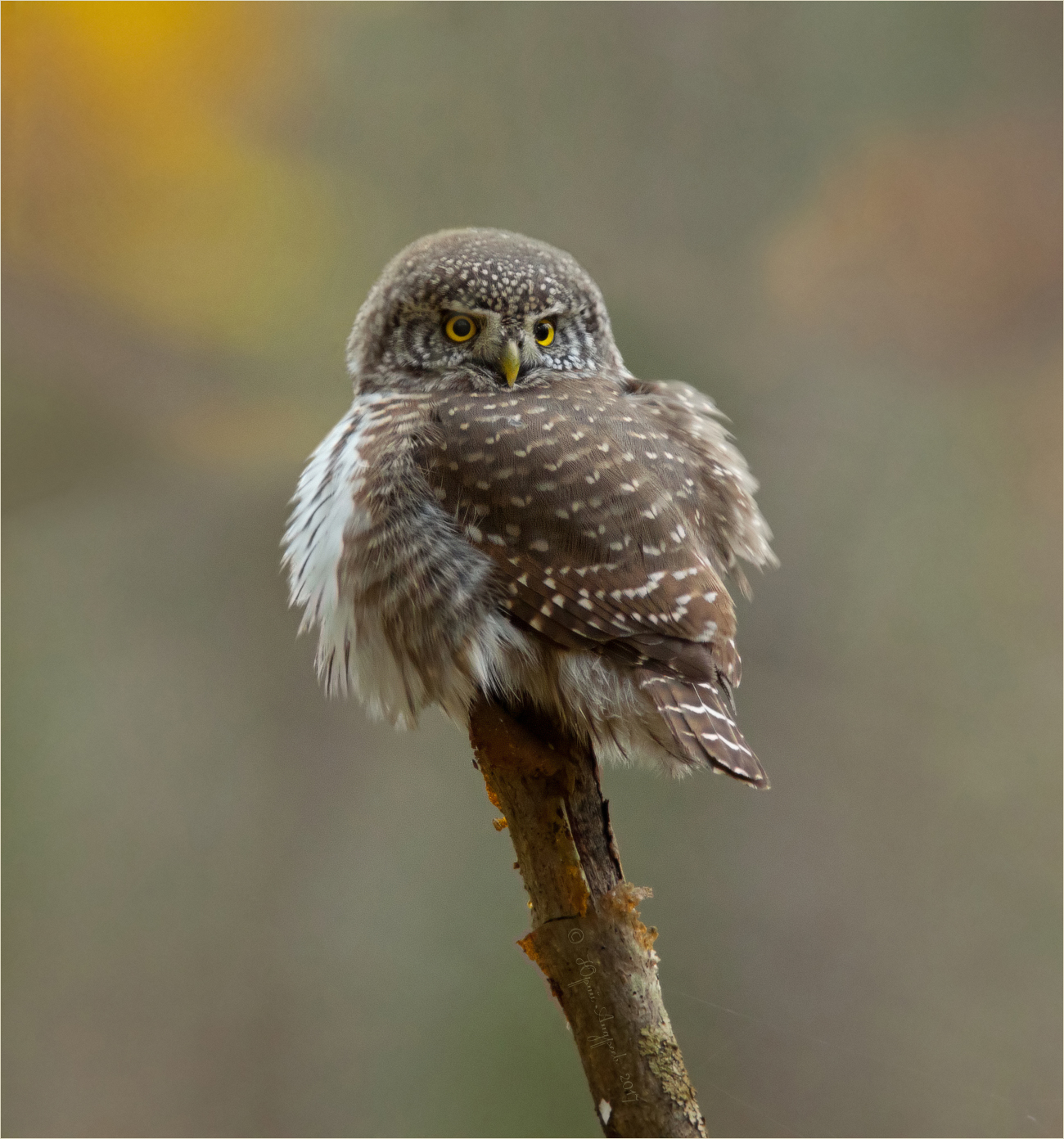 Glaucidium passerinum