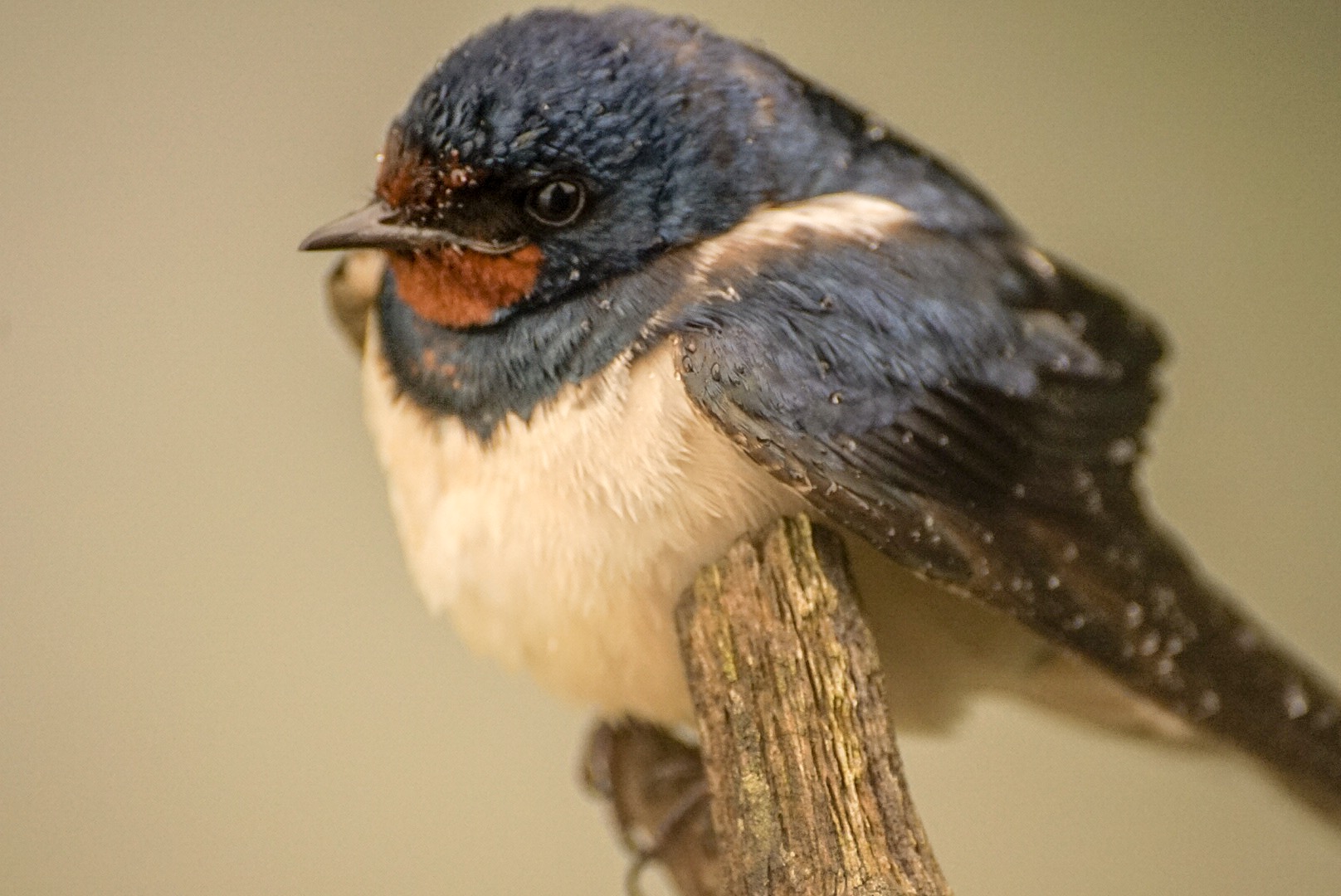 Swallow