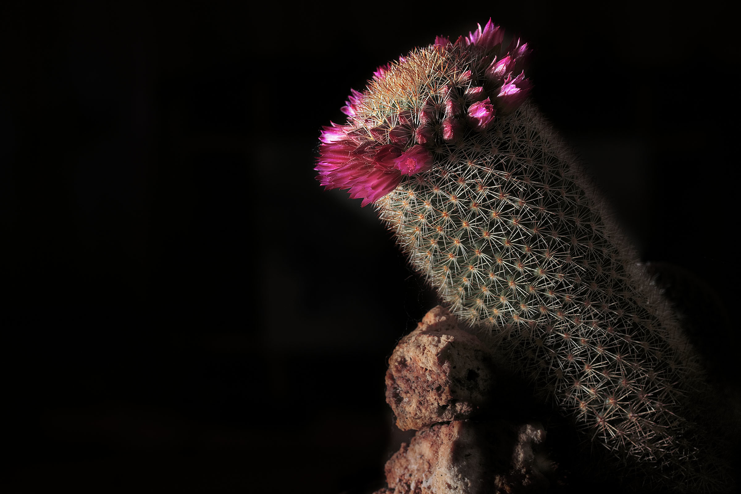 Mammillaria backebergiana