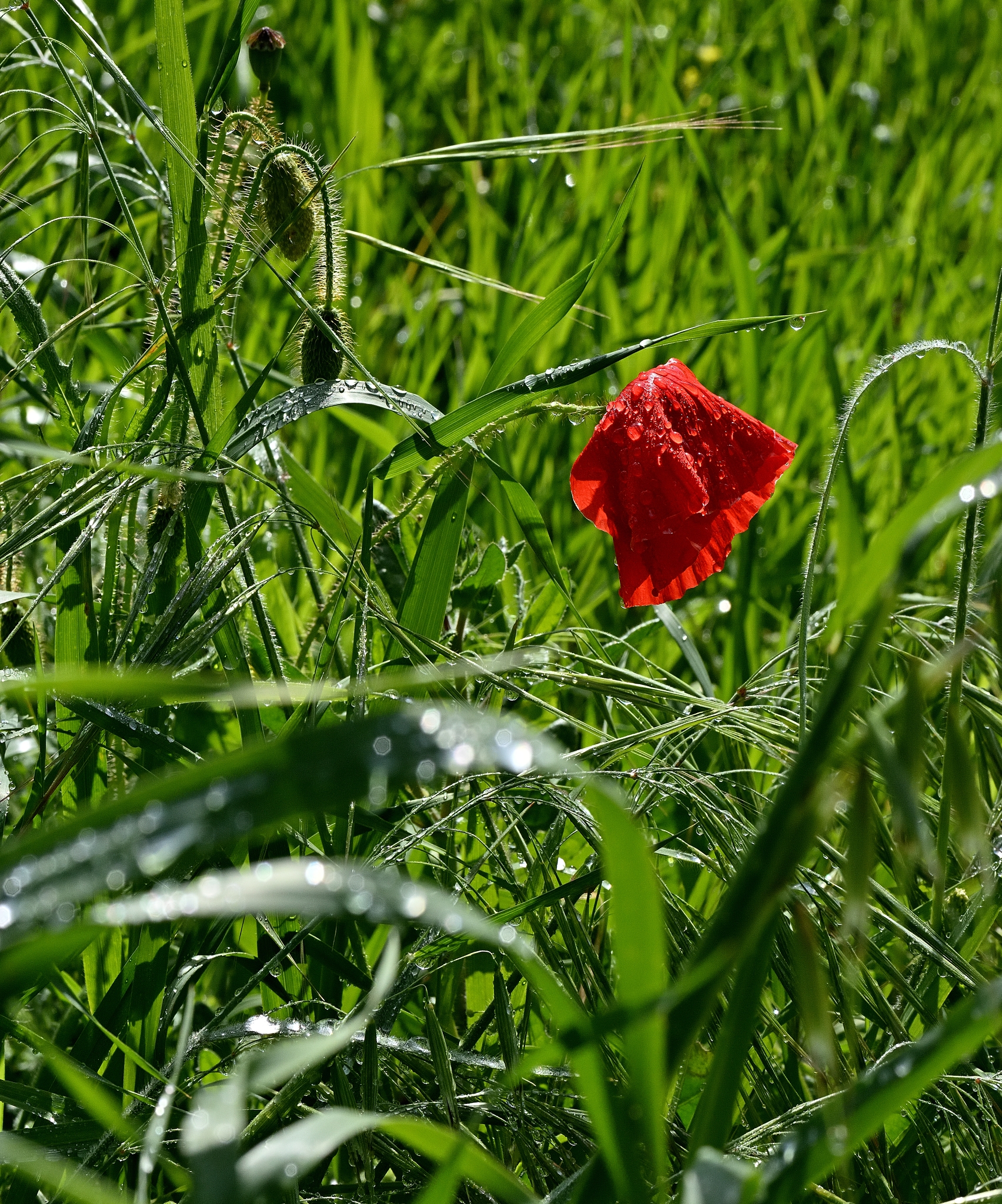 Mai Piangersi Addosso