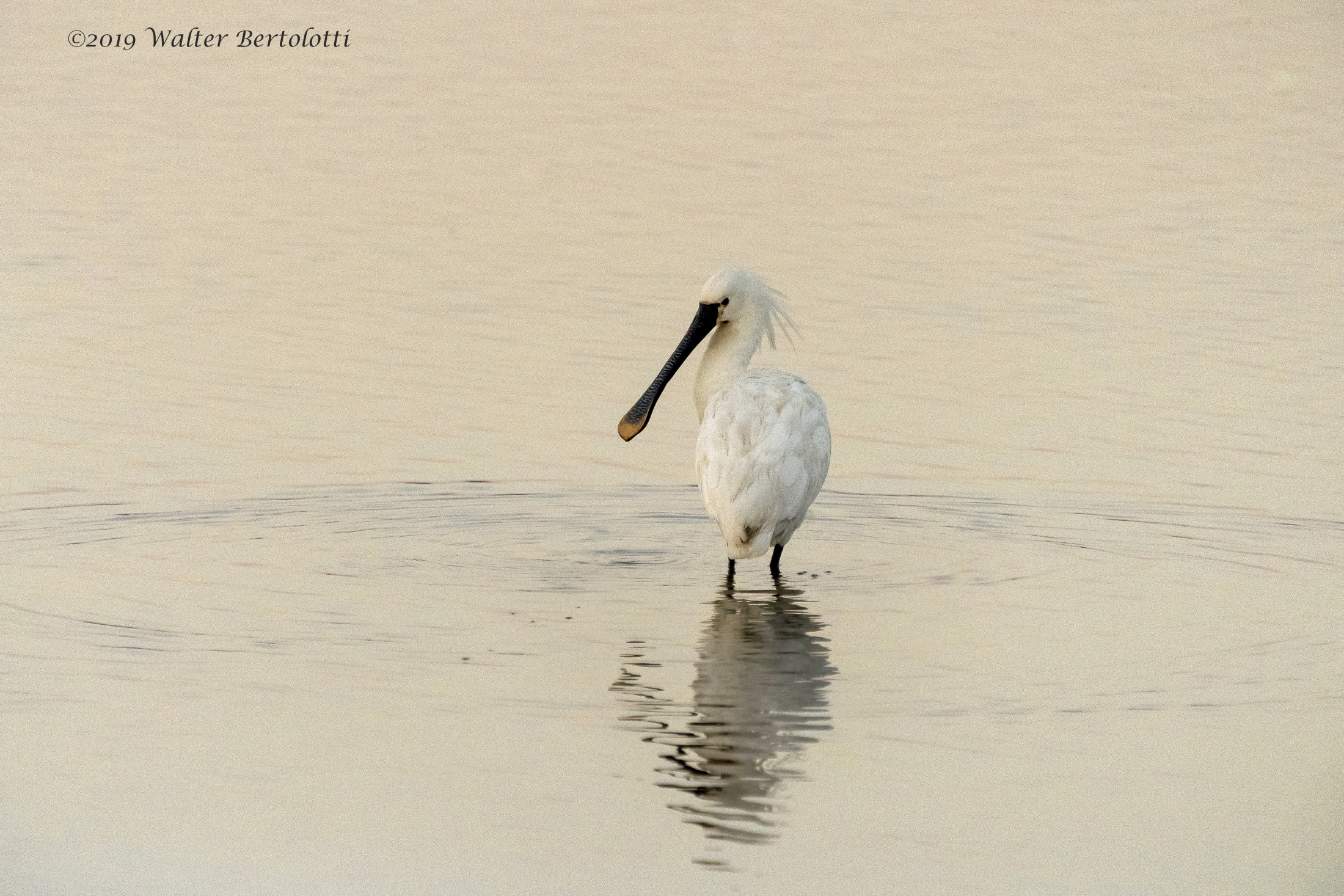 spatola bianca nella laguna