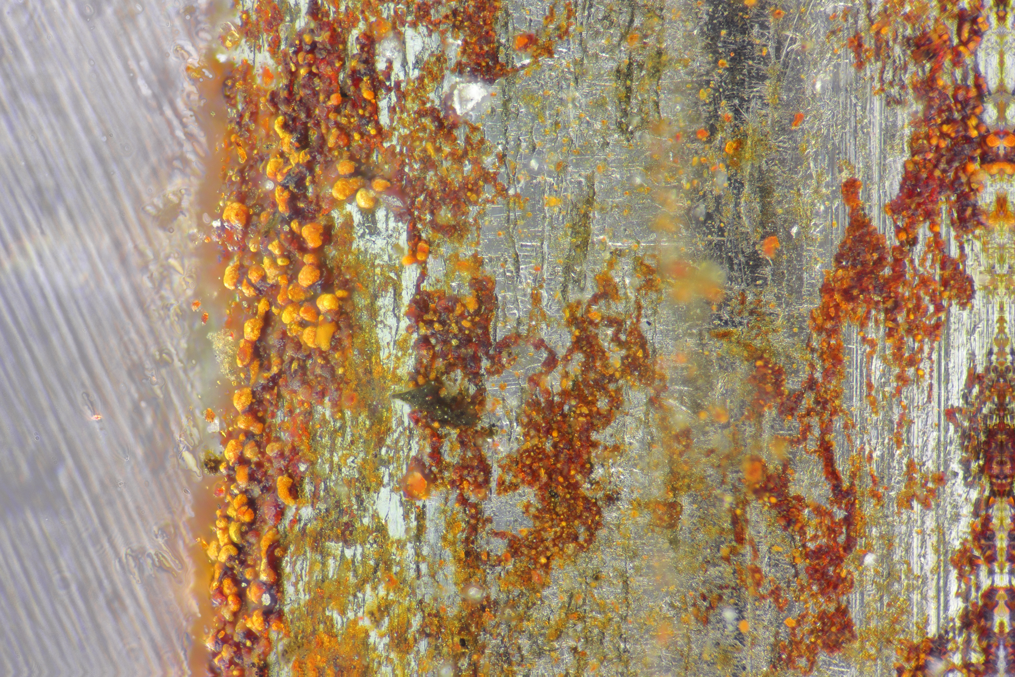 graffetta arrugginita 160 ingrandimenti