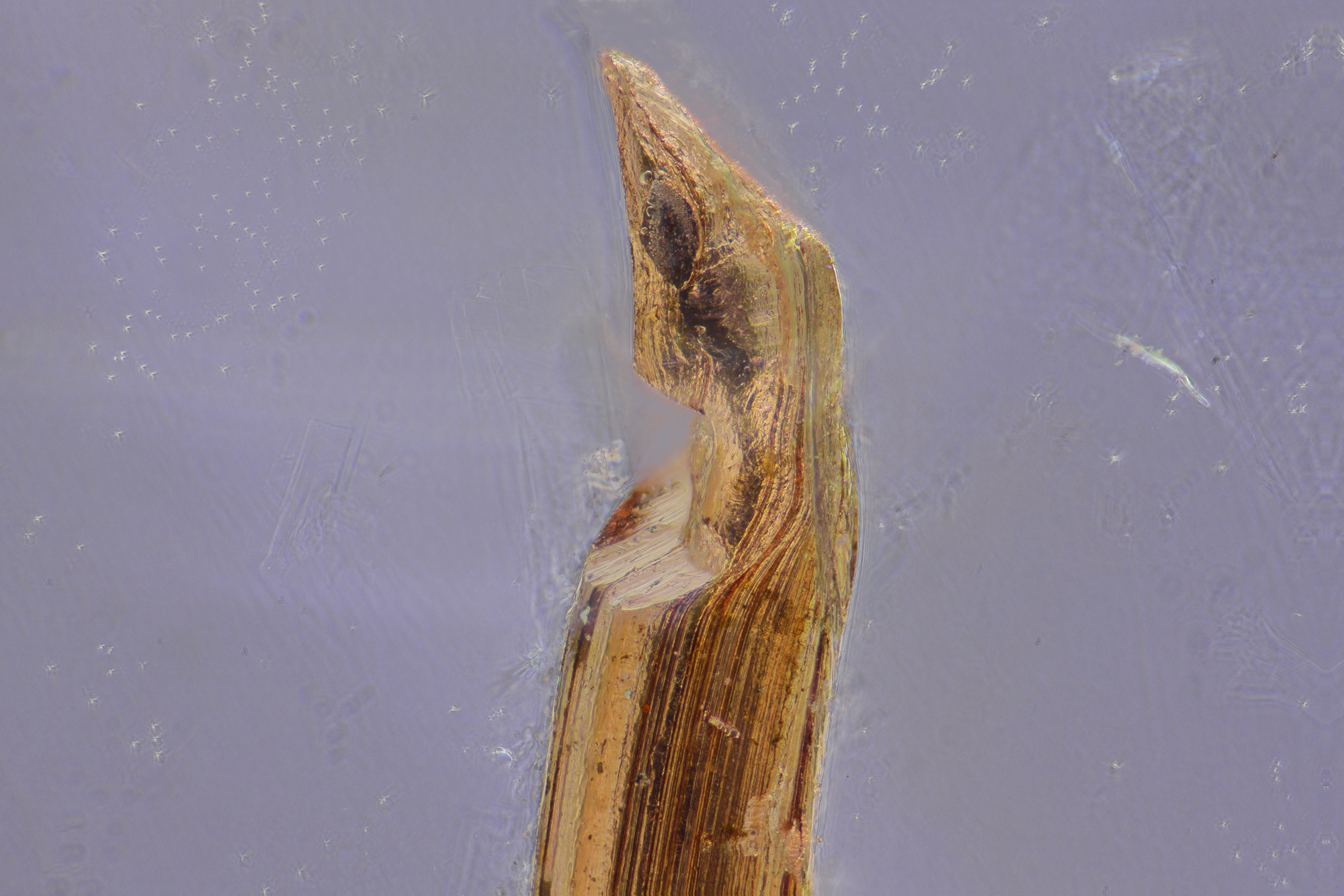 filo rame 160 ingrandimenti 2