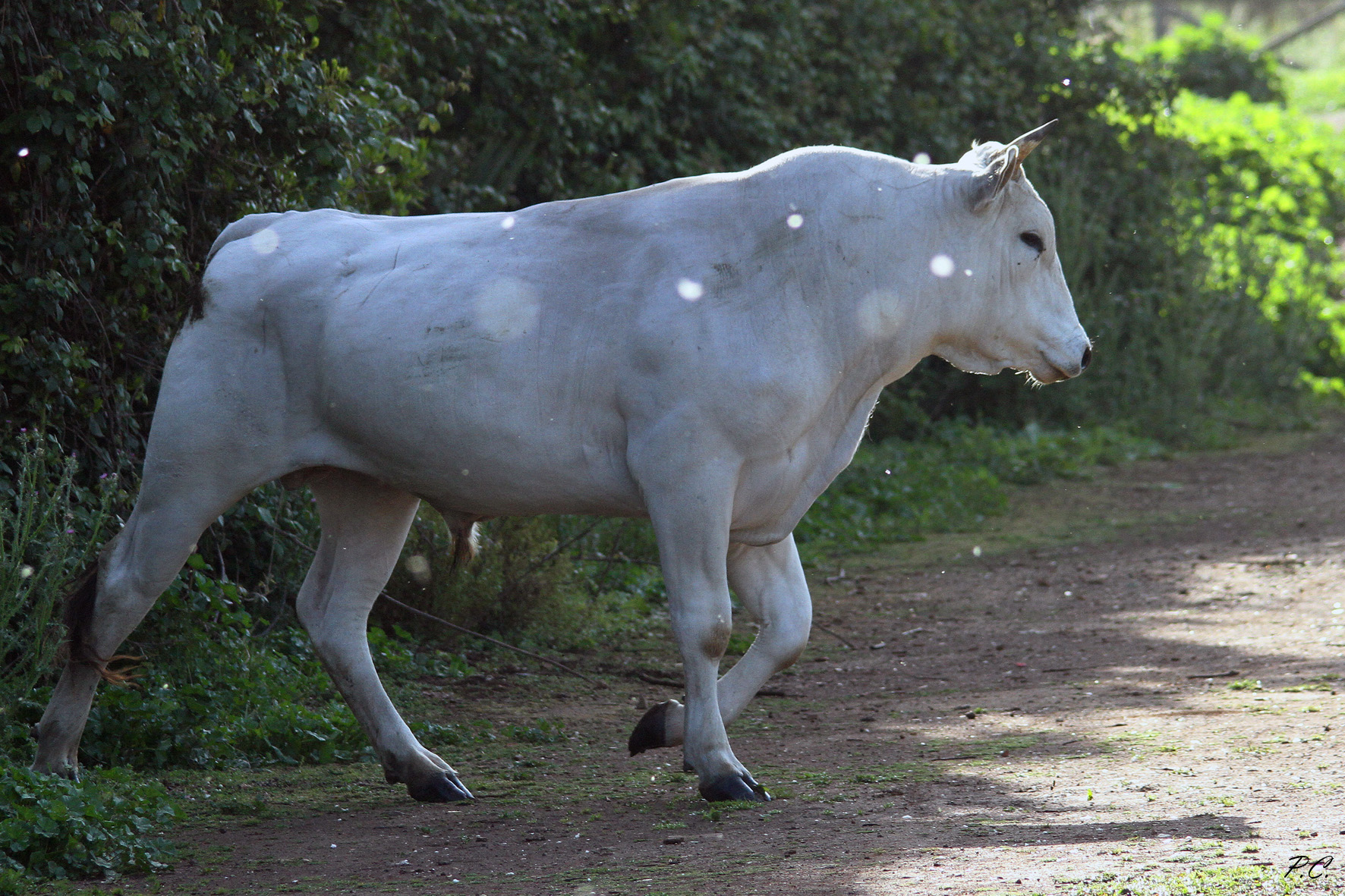 torello sotto pioggia di polline
