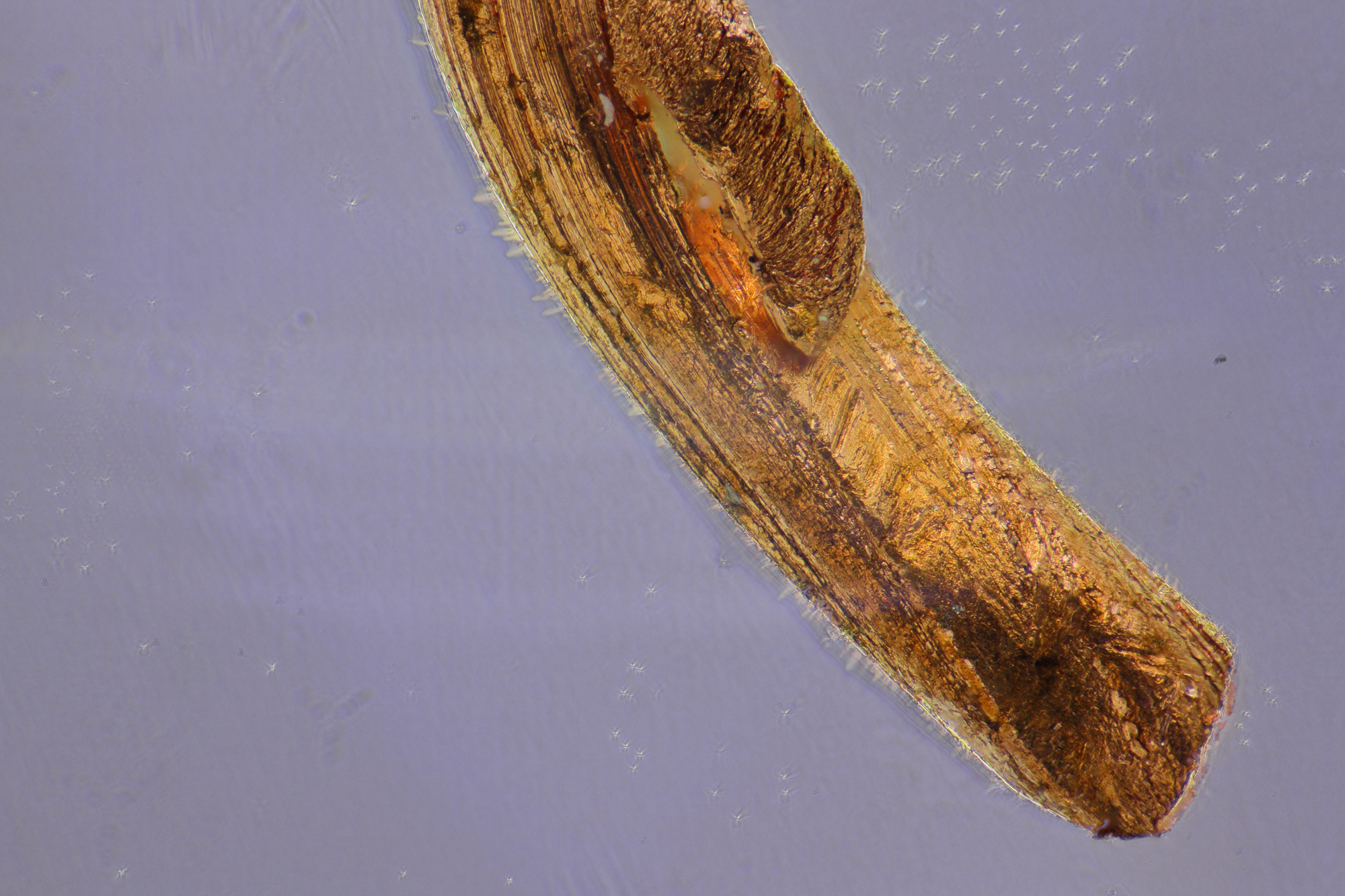 Filo di rame 160 ingrandimenti 3