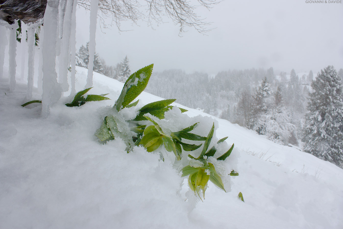 ... An unusual cold...