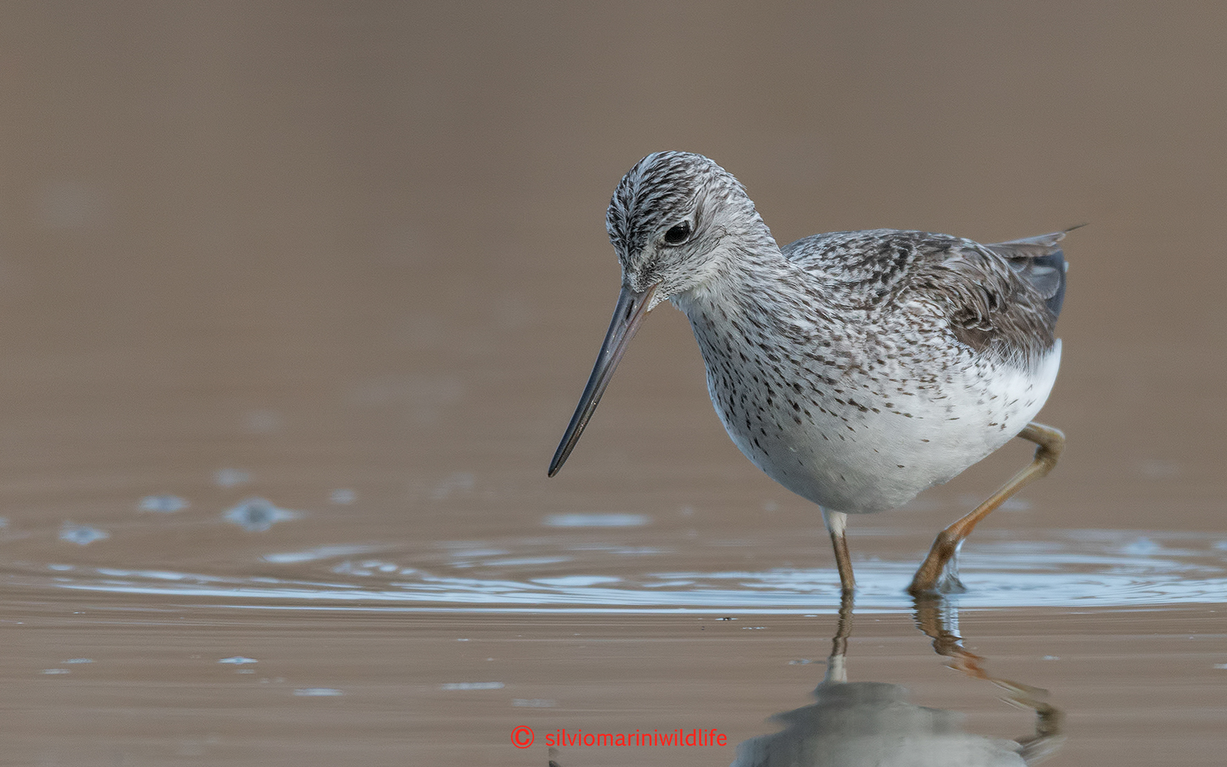 Pantana (Tringa nebularia)