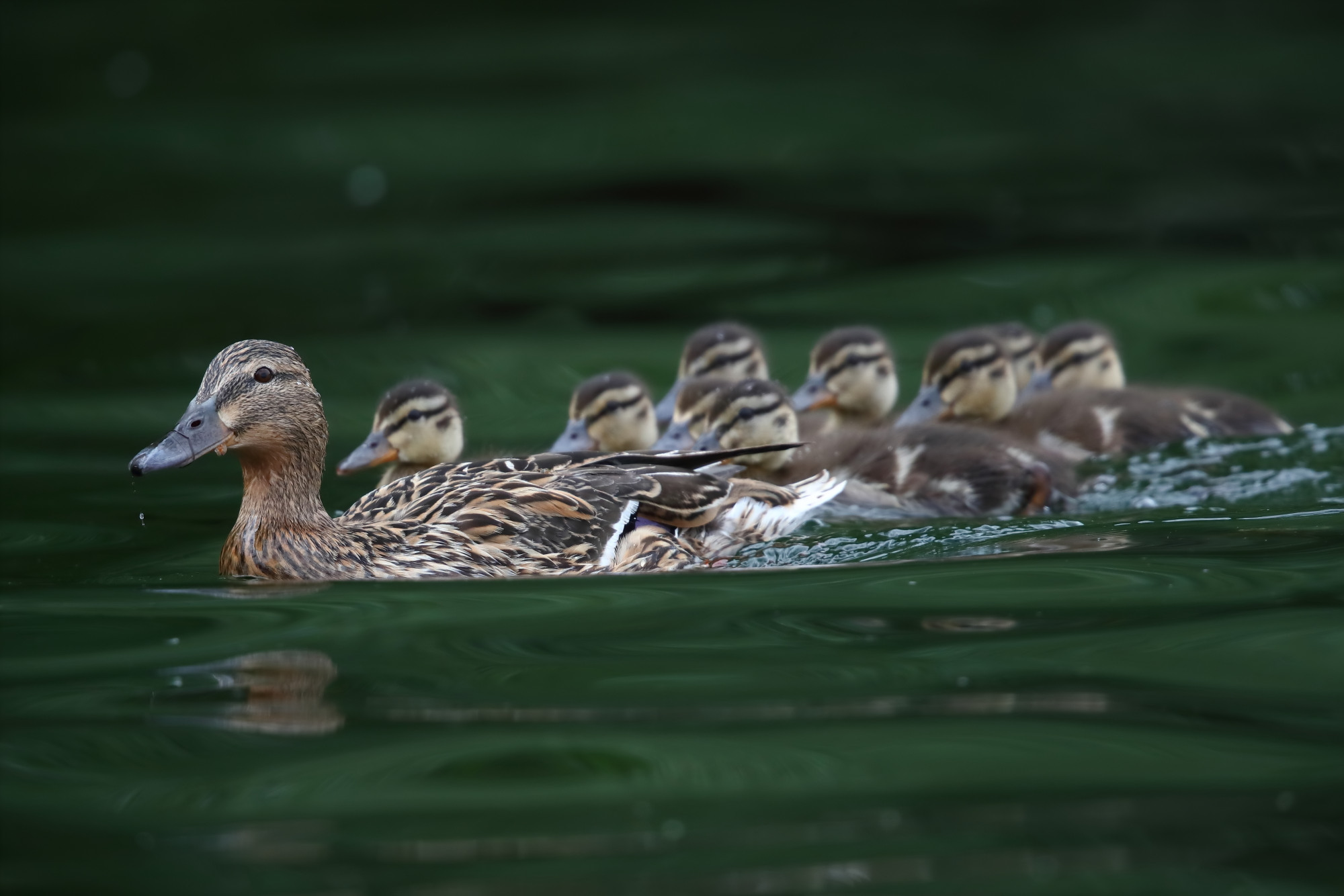 La mamma guida la truppa