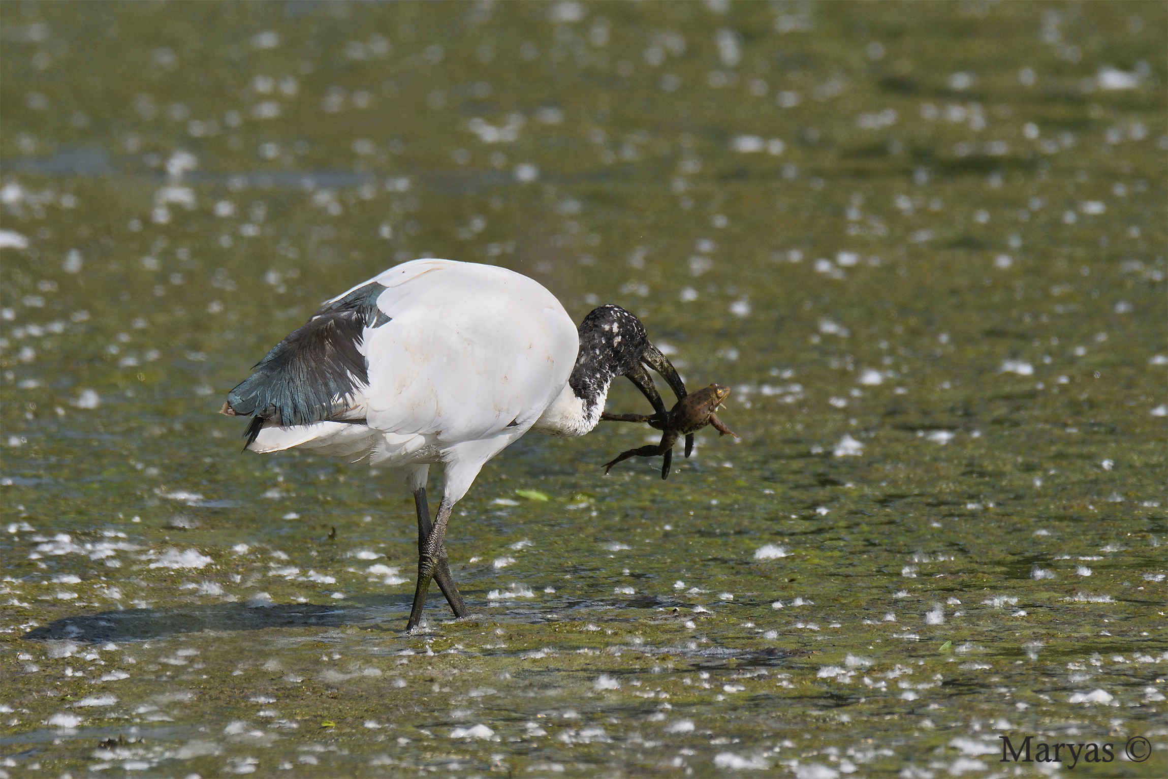 Ibis with Frog