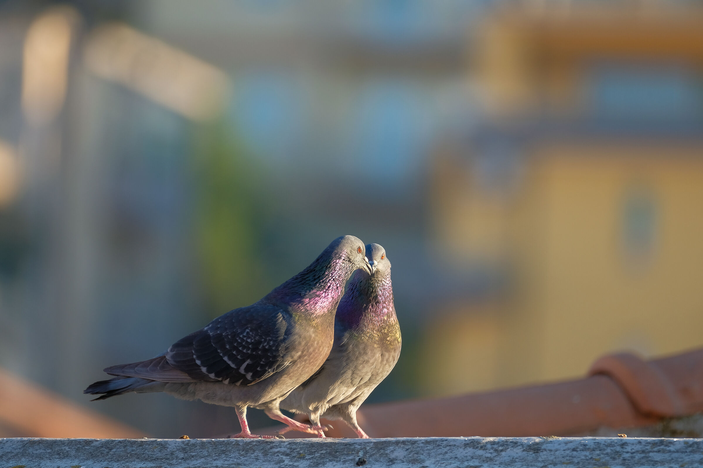 Piccione allo specchio