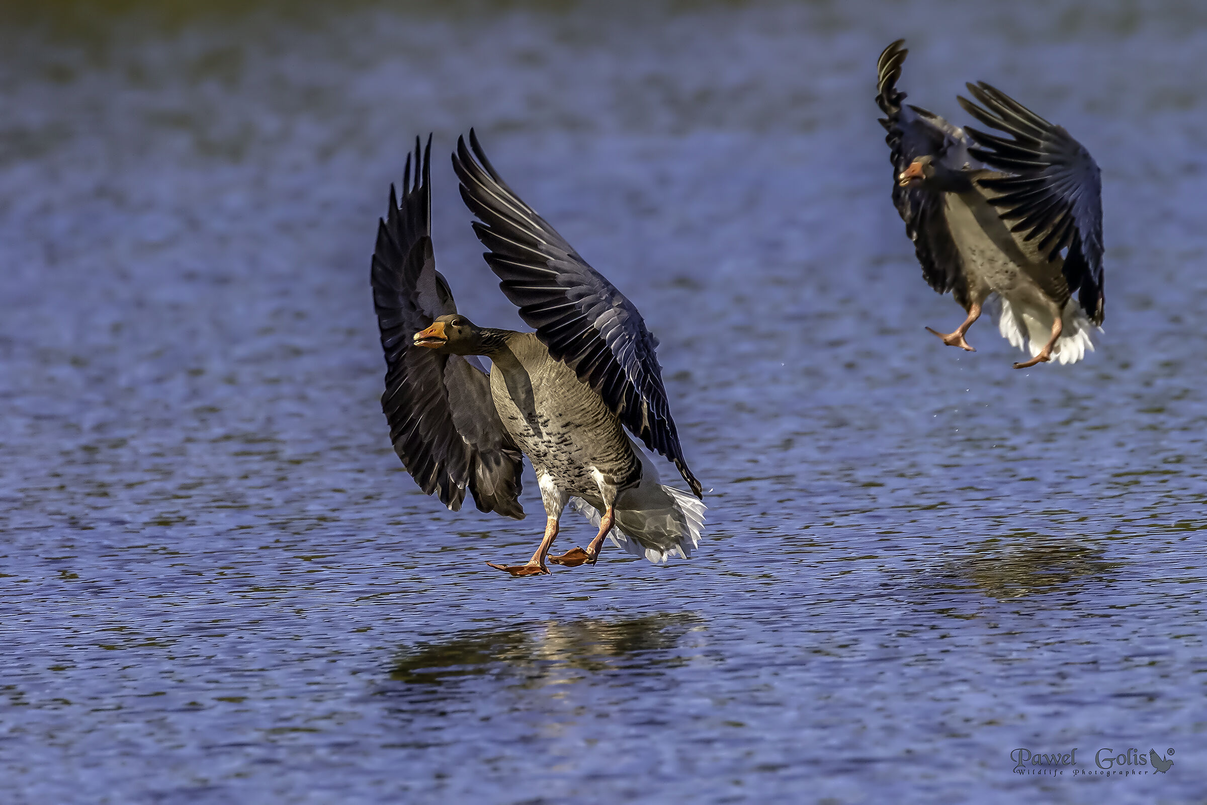 synchronized landings - Greylag goose (Anser anser)