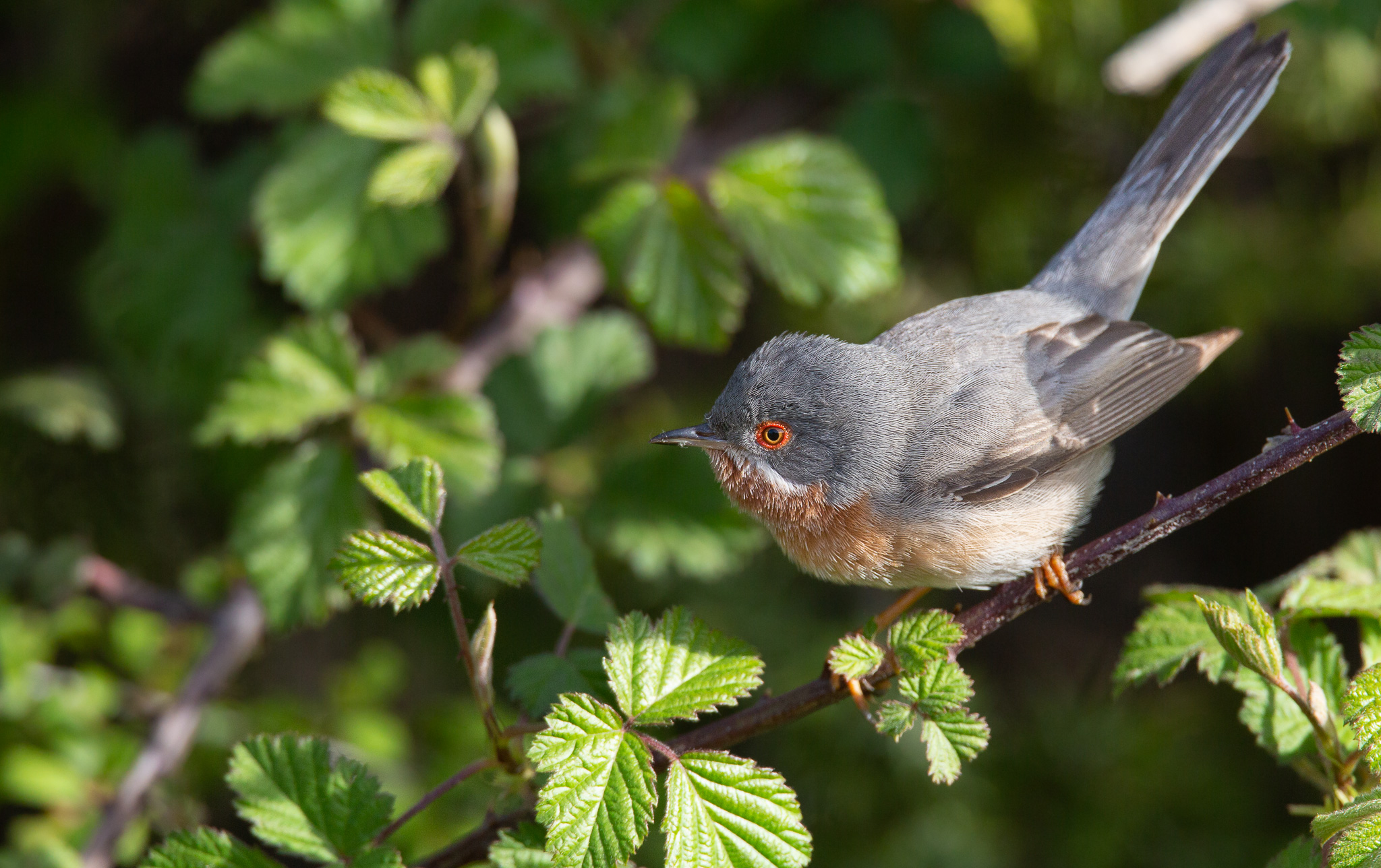 Sterpazzolina (M) on Thorns Rovo
