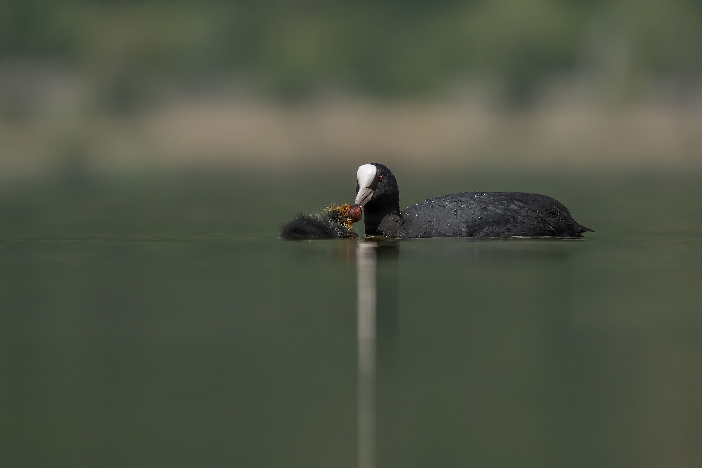 svezzamento del pullo