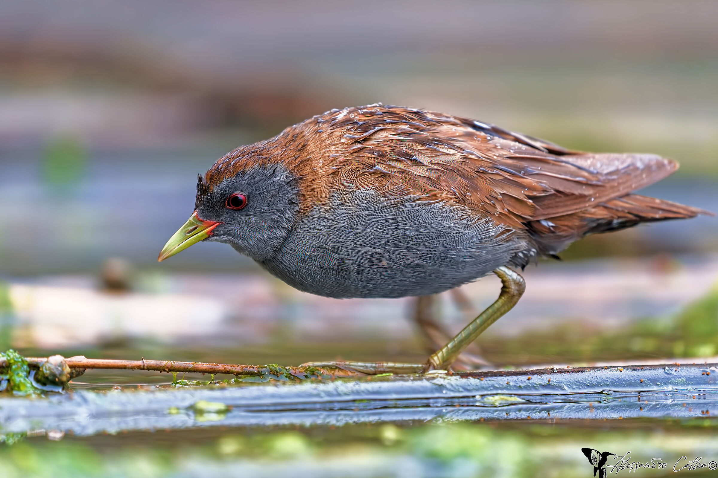 Male Crake