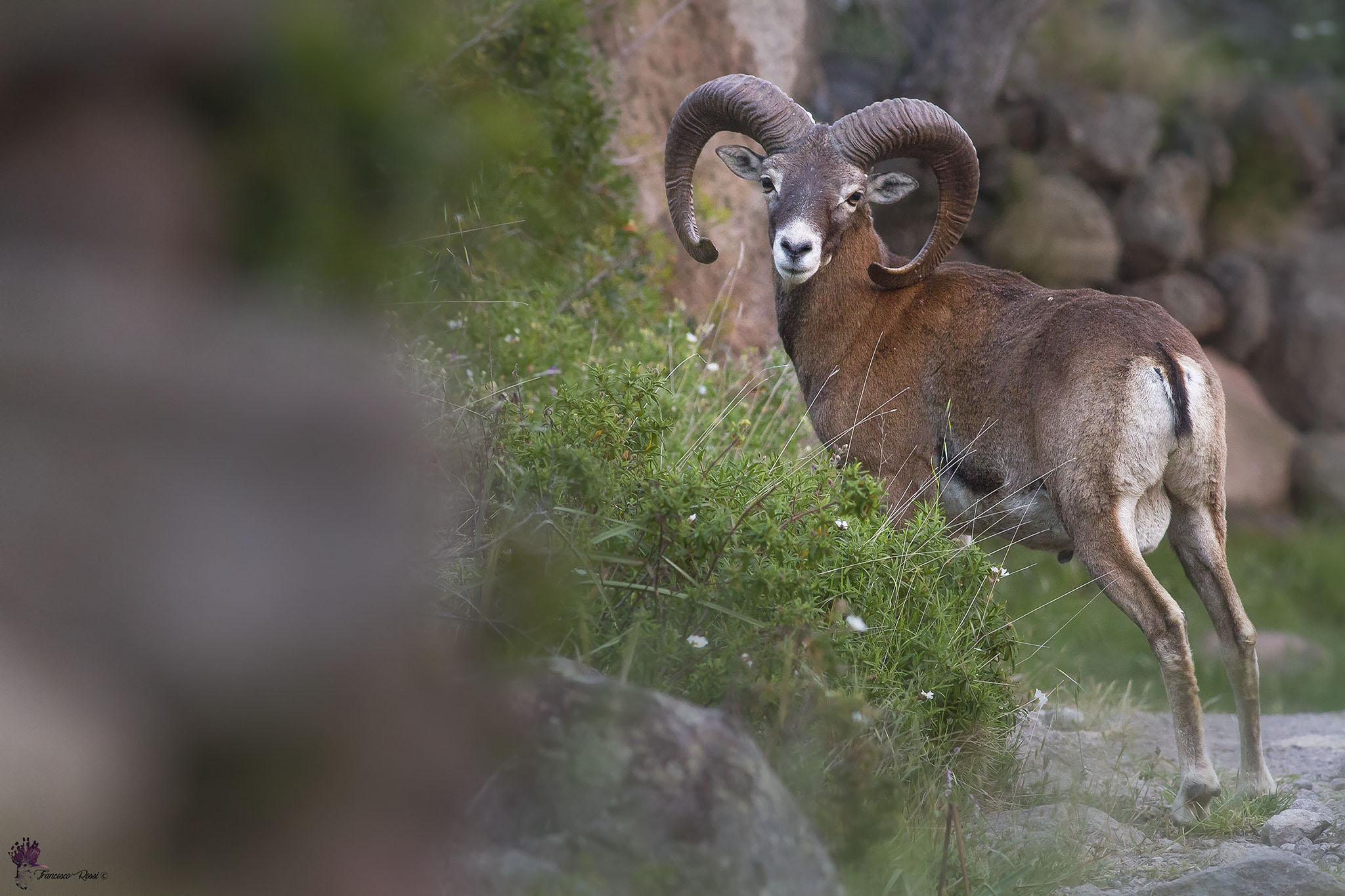 Male Mouflon