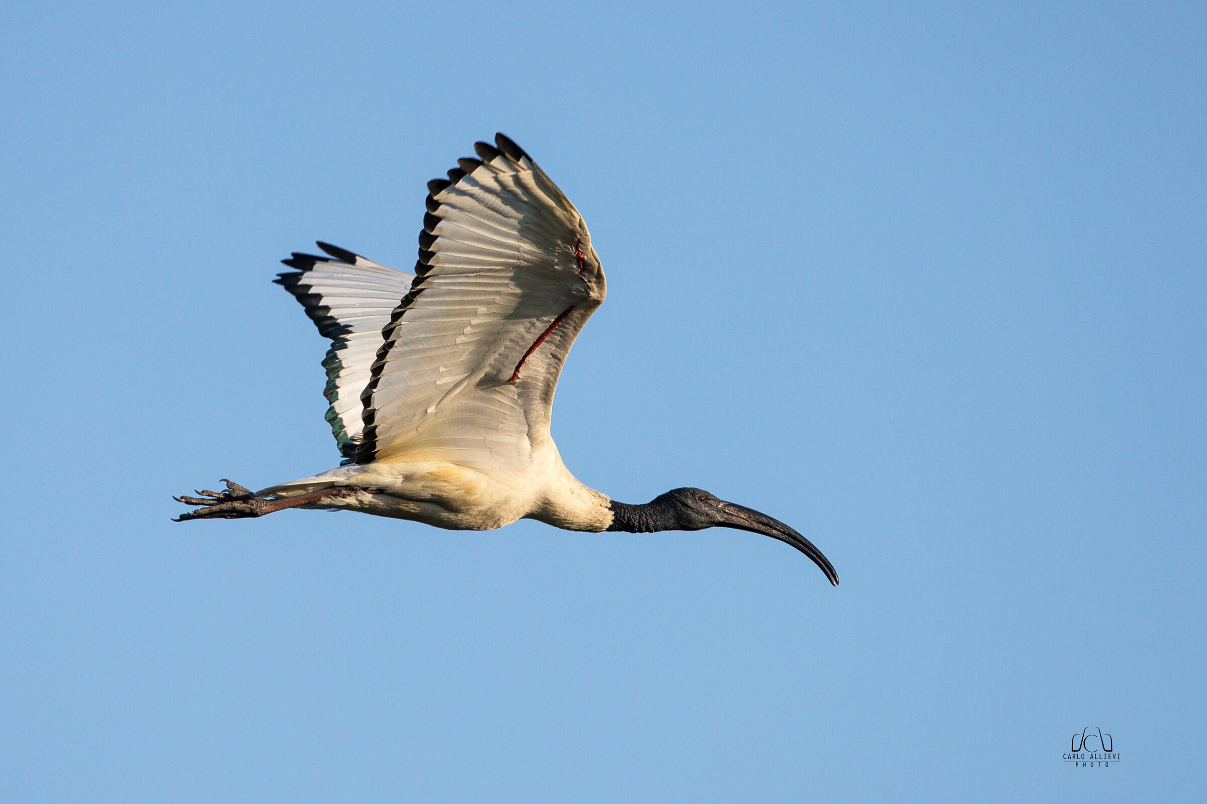 Sacred Ibis