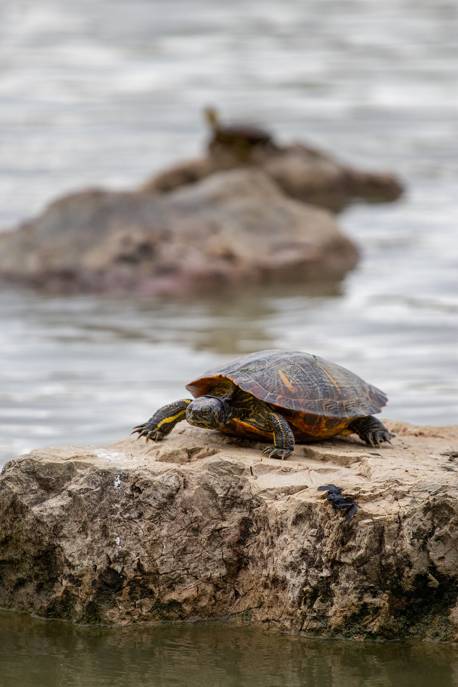 Trachemys in attesa di qualche raggio di sole