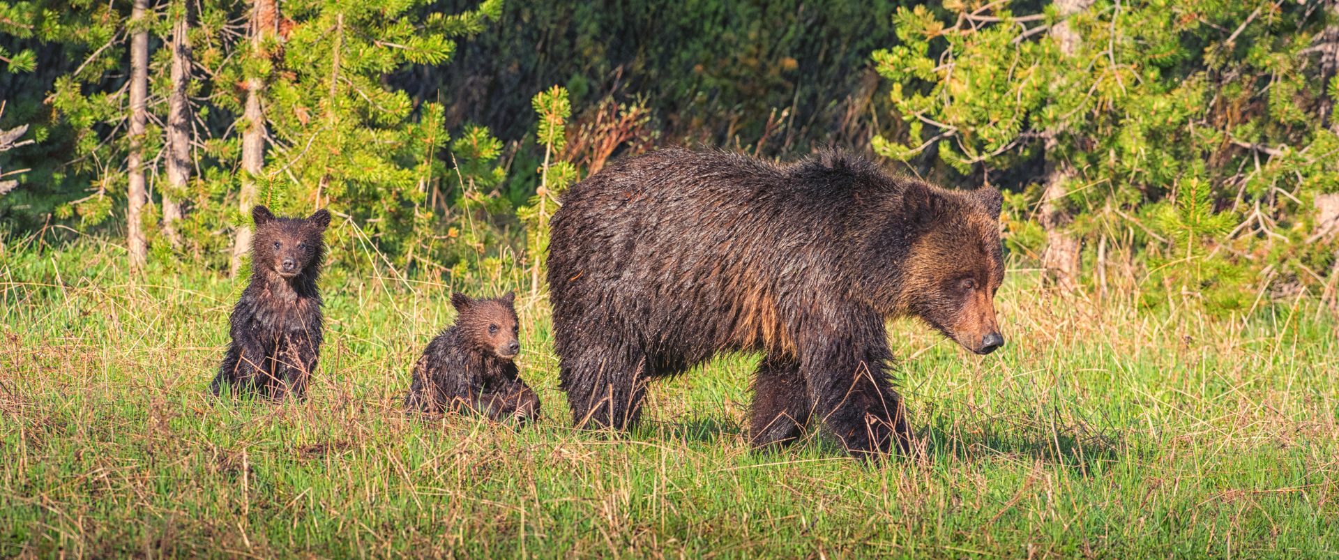 Grizly with puppies at a distance too close