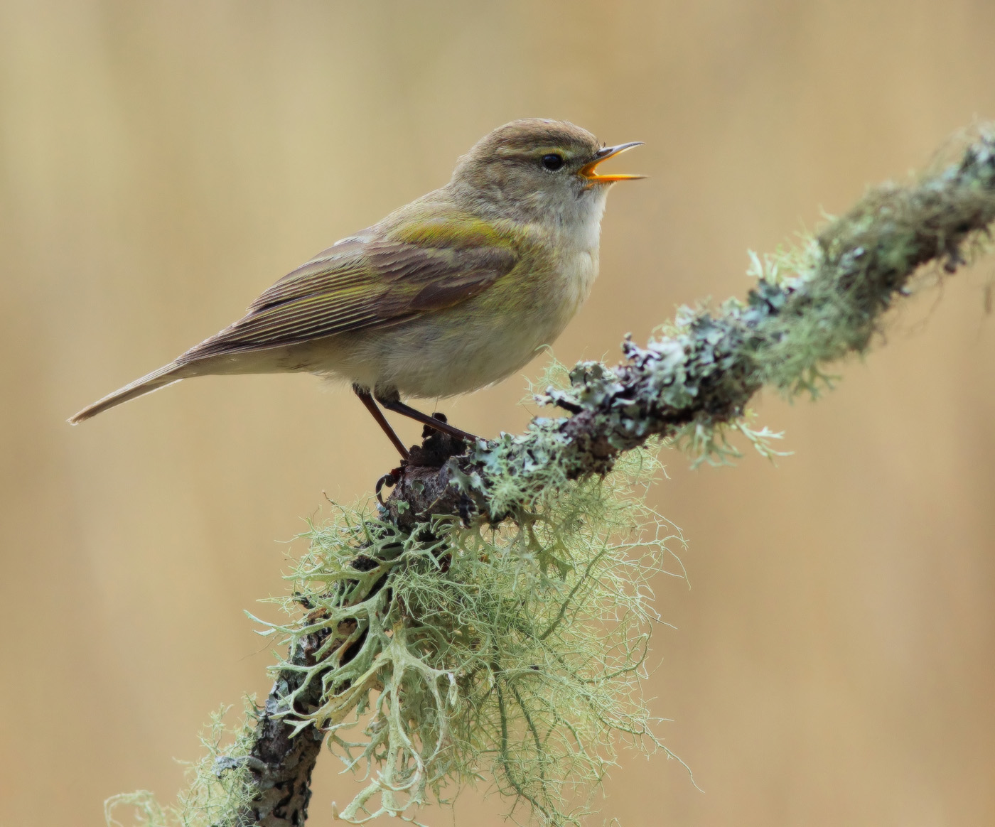 Phylloscopus collybita