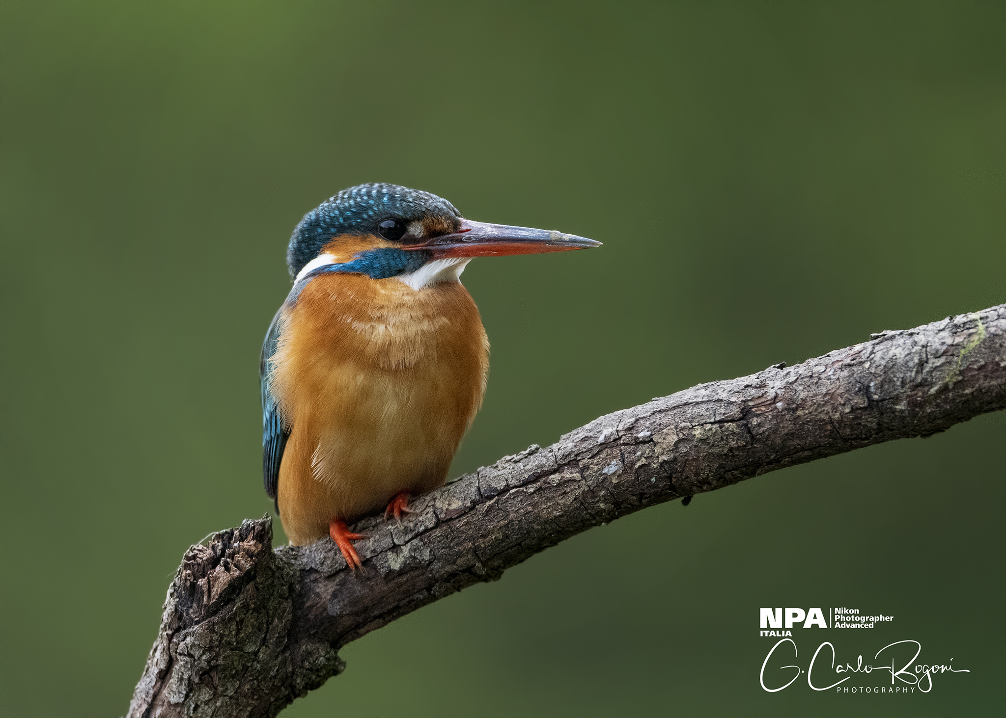 Female Kingfisher