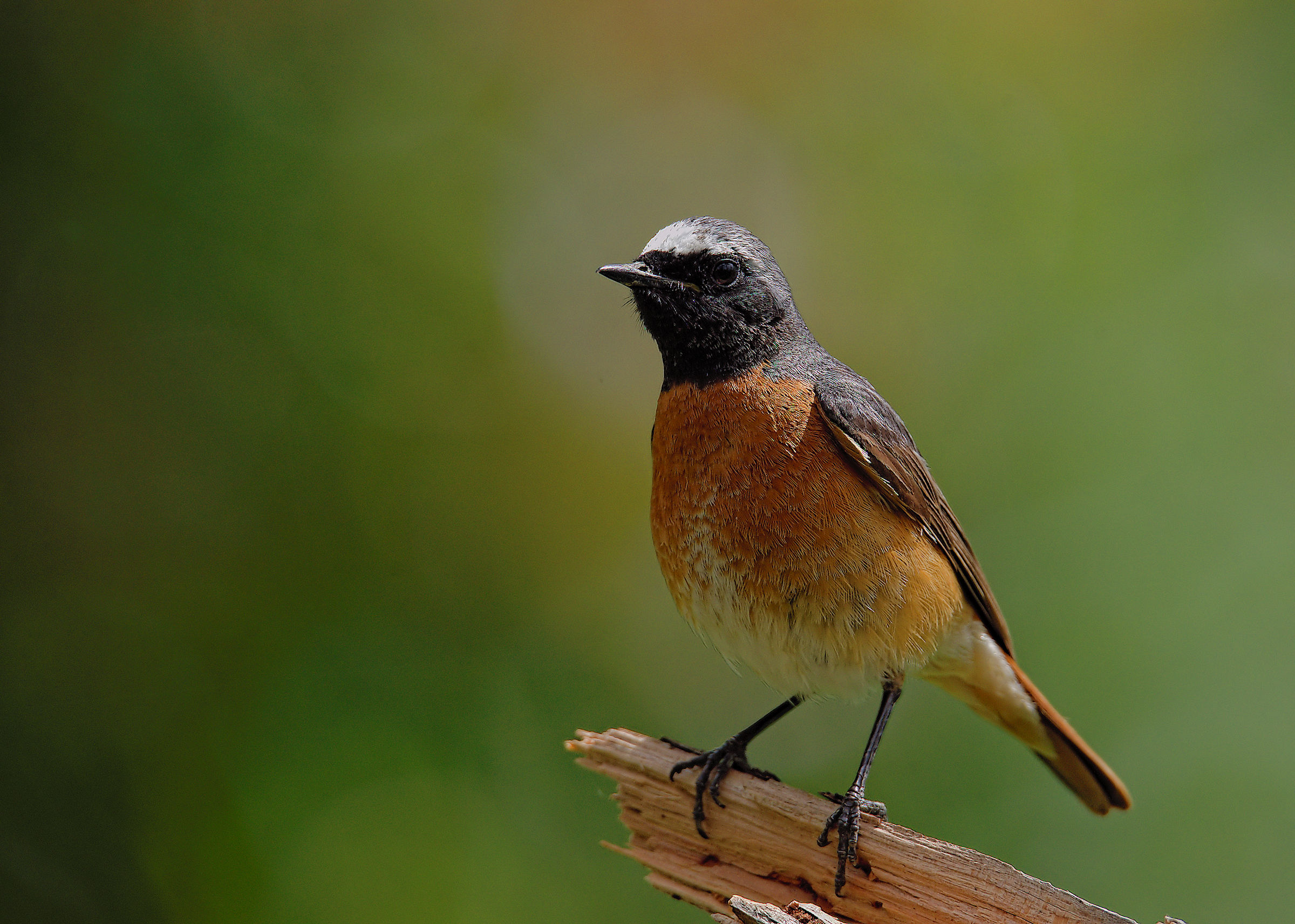 Male Common Redlight