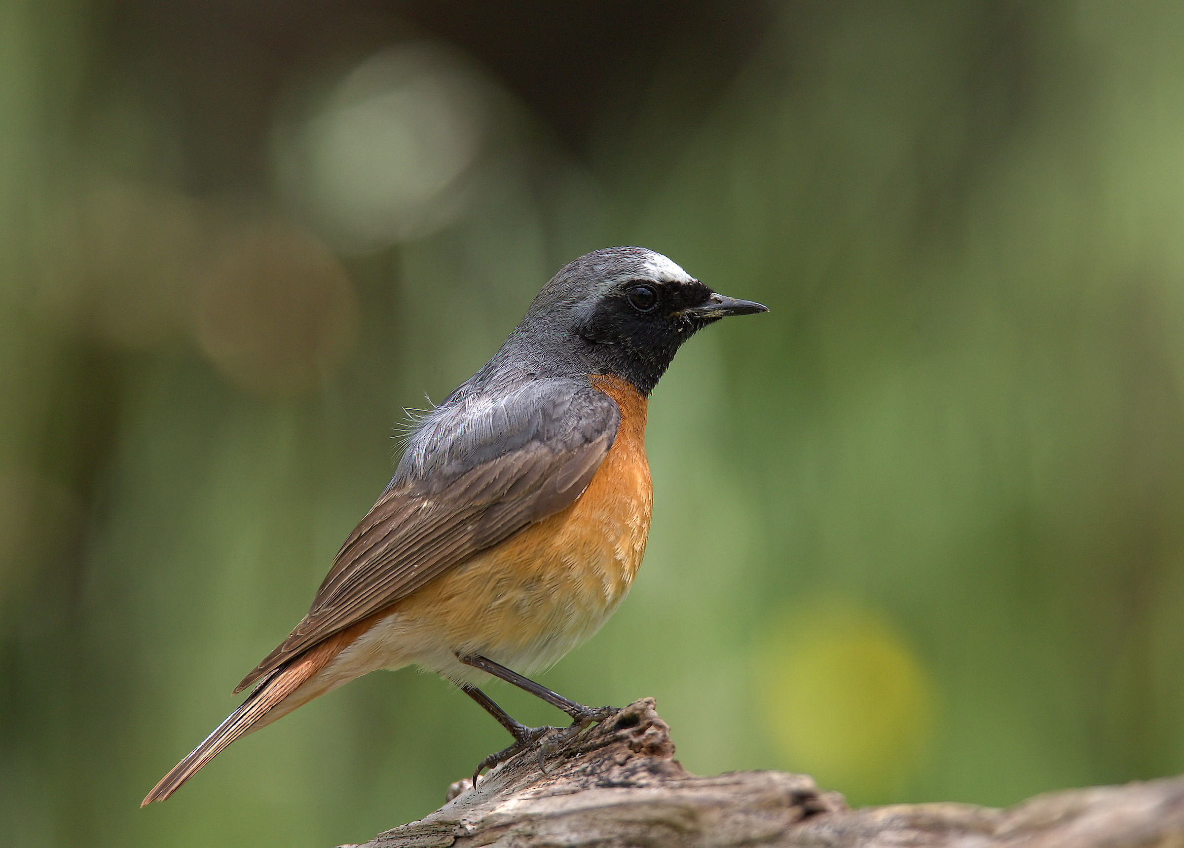 Male Common Redlight